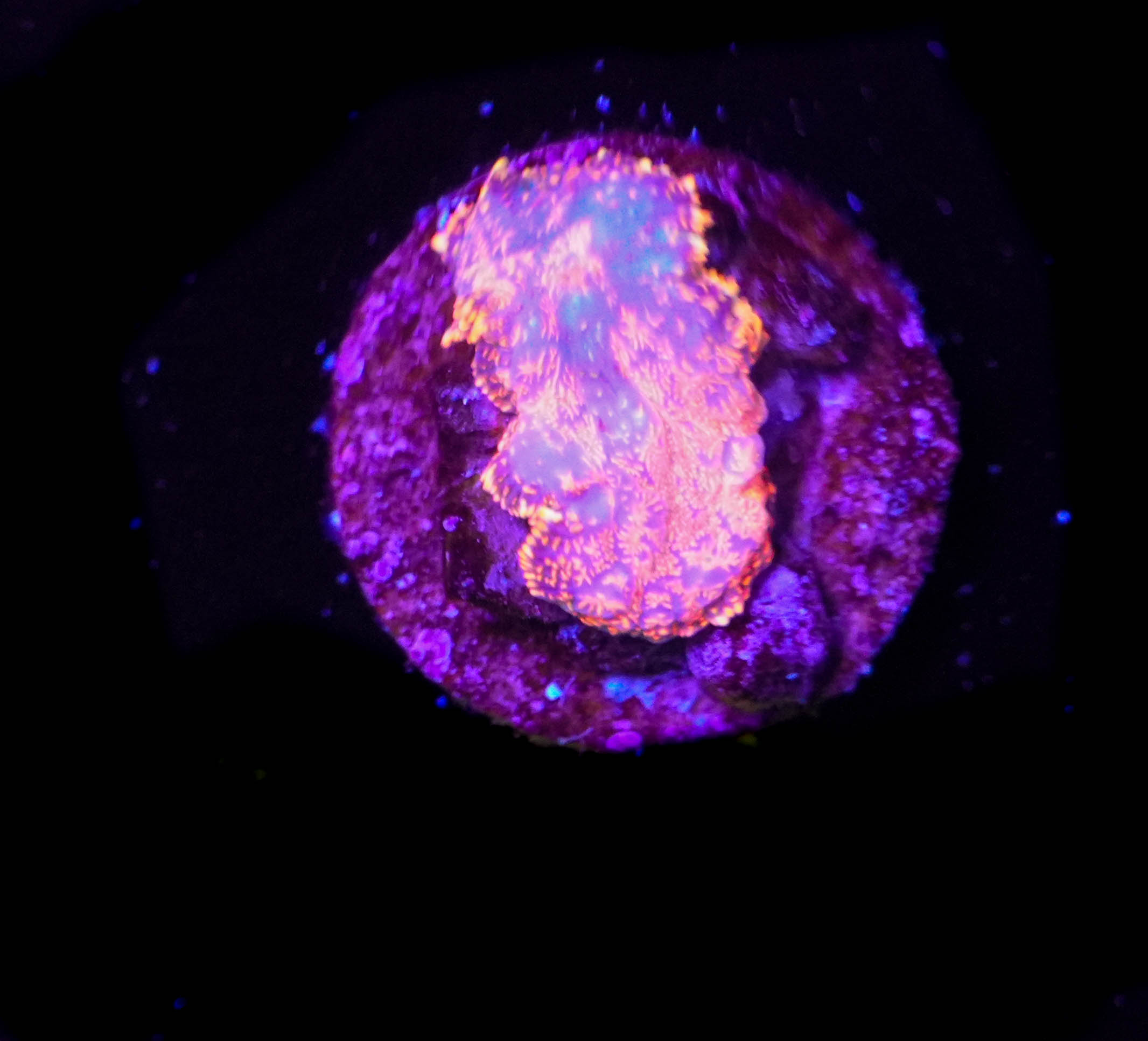 WYSIWYG Rhodactis Frag (C41) **Slightly Bleached**