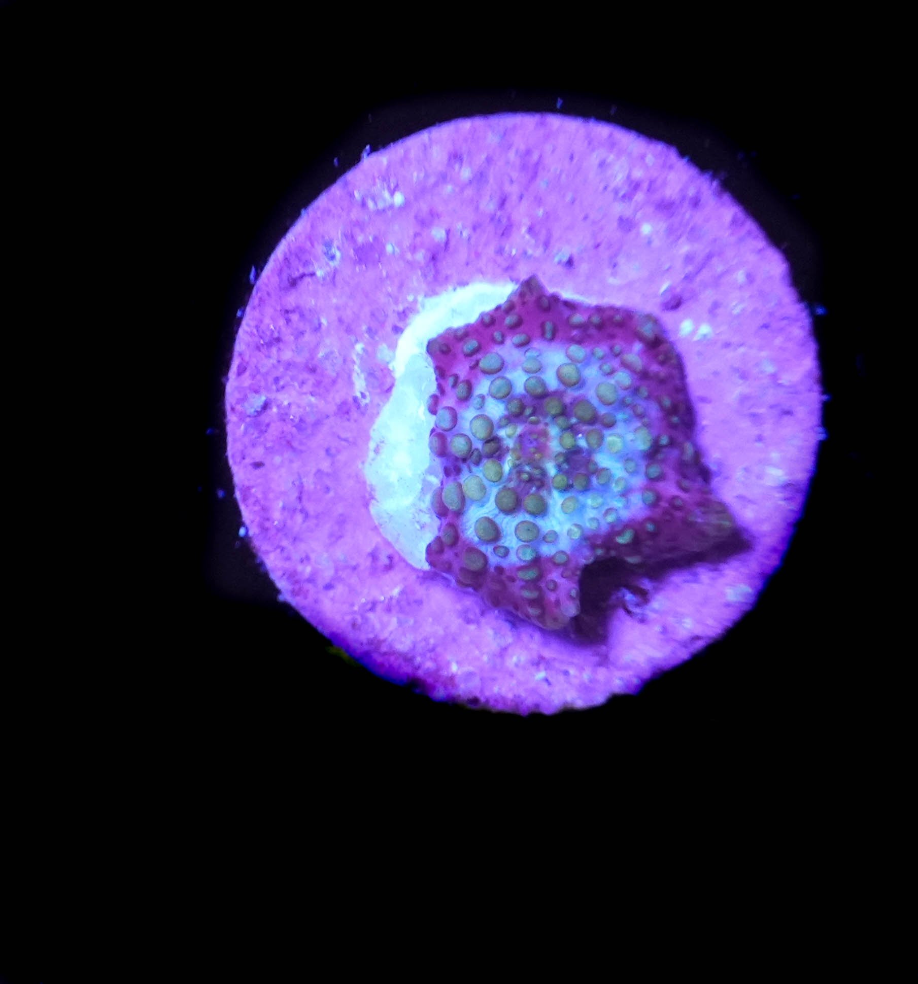 WYSIWYG sm Mushroom Coral (C43)