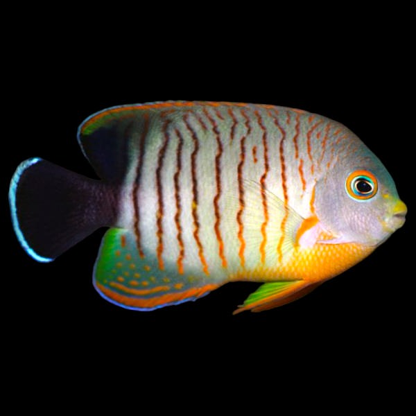 Eibli Angelfish (Medium)
