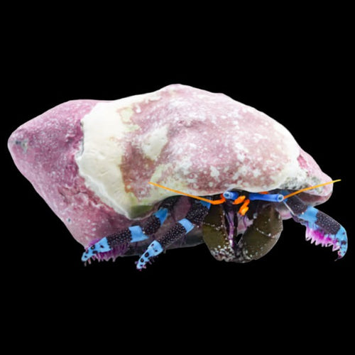 Electric Blue Knuckle Hermit Crab