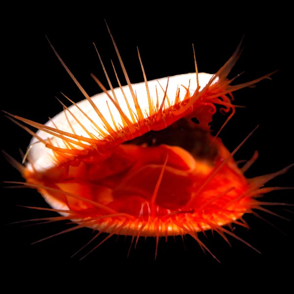 Flame Scallop