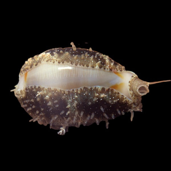 Gold-Ring Cowry Snail