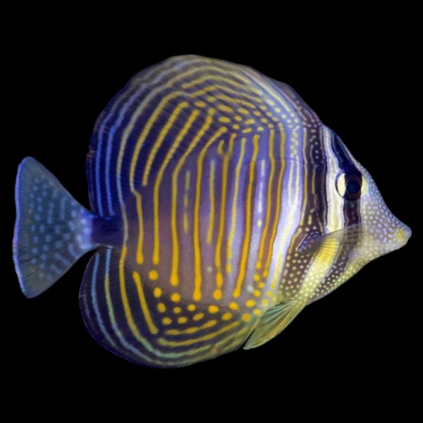 Indian Desjardin Sailfin Tang