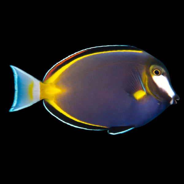 Japan surgeonfish - RARE (Medium)