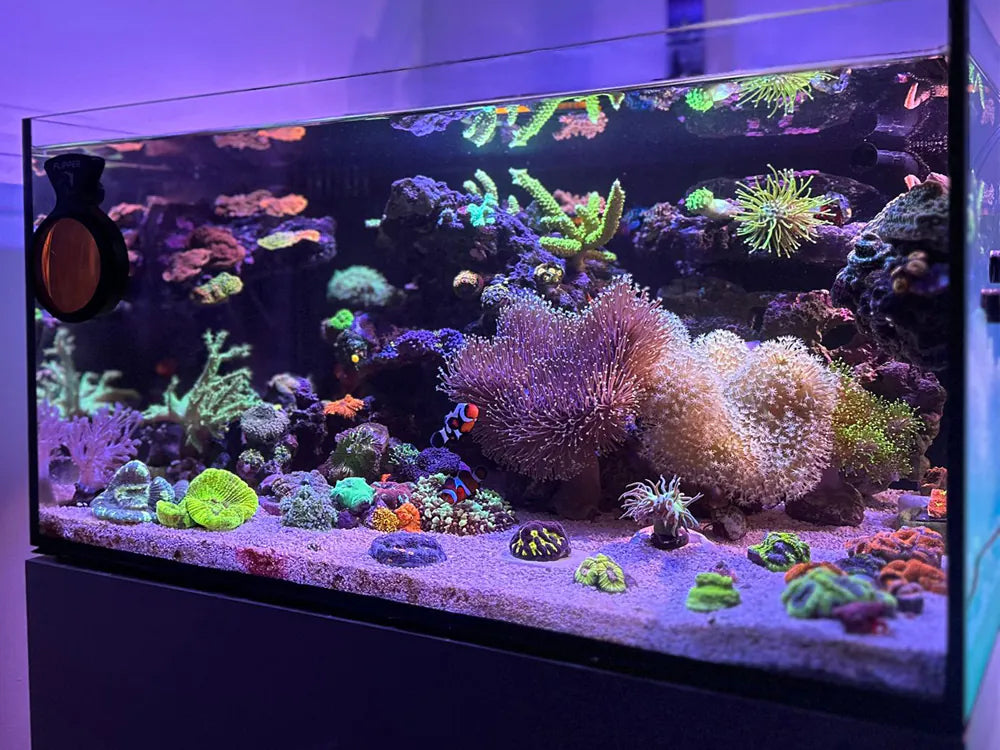 Reef Casa Laguna 24 Gallon Aquarium