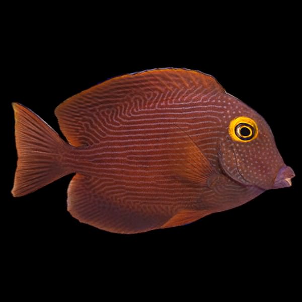 Kole Yellow Eye Tang