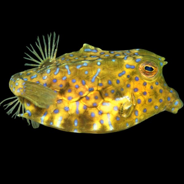 Thornback Cowfish **RARE**