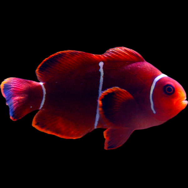 Maroon Clownfish (Large) - In-store special