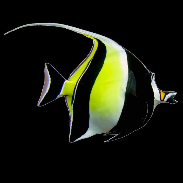 Moorish Idol