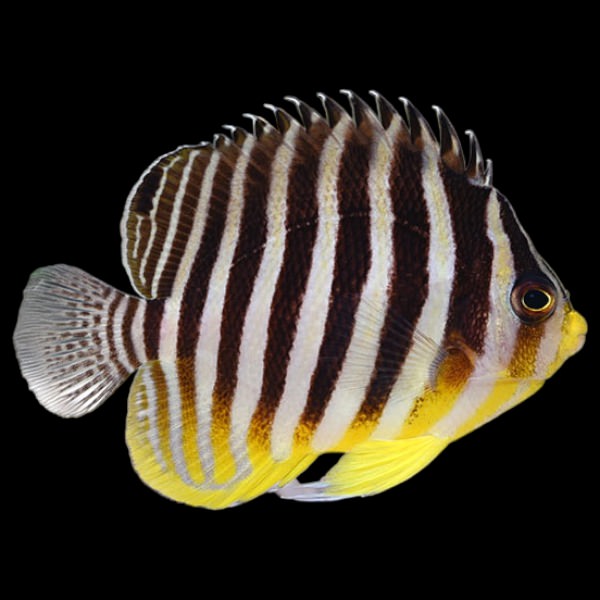 Multibar Angelfish Paracentropyge multifasciatus 
