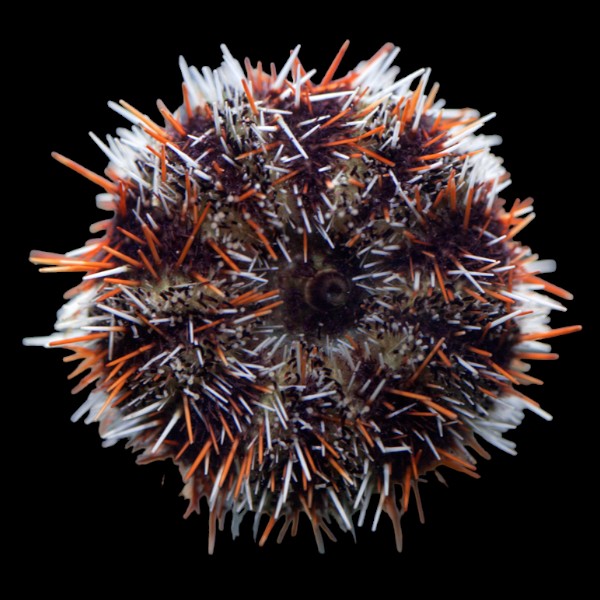 Multicolored Urchin