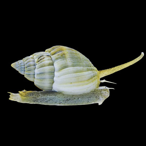 Nassarius Snail