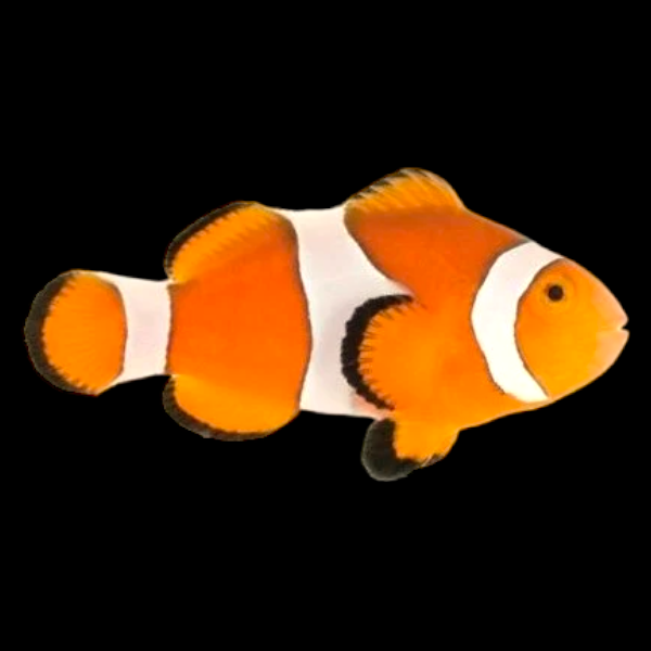 Ocellaris Clownfish ( Captive-Bred Juvenille )