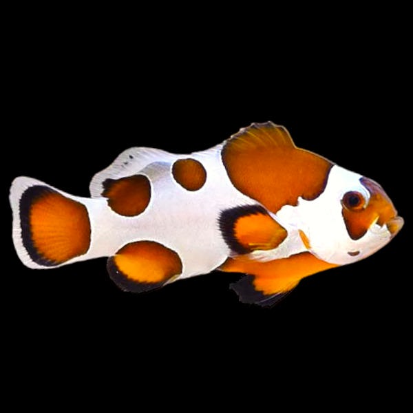 Orange Storm Clownfish