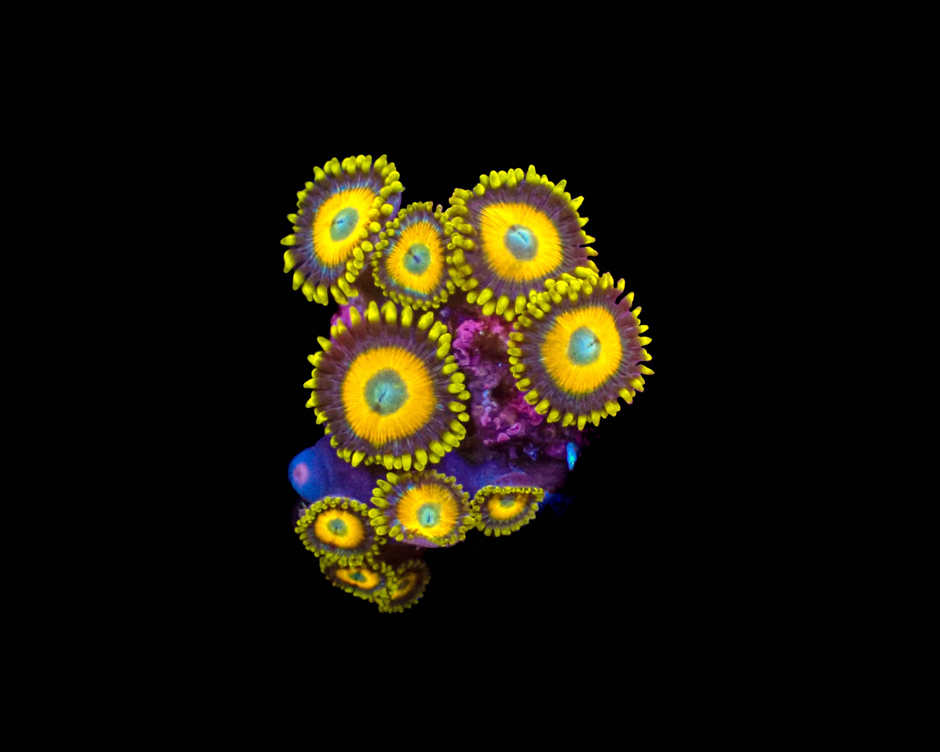 Scrambled Egg Zoa **3-9 Polyps**