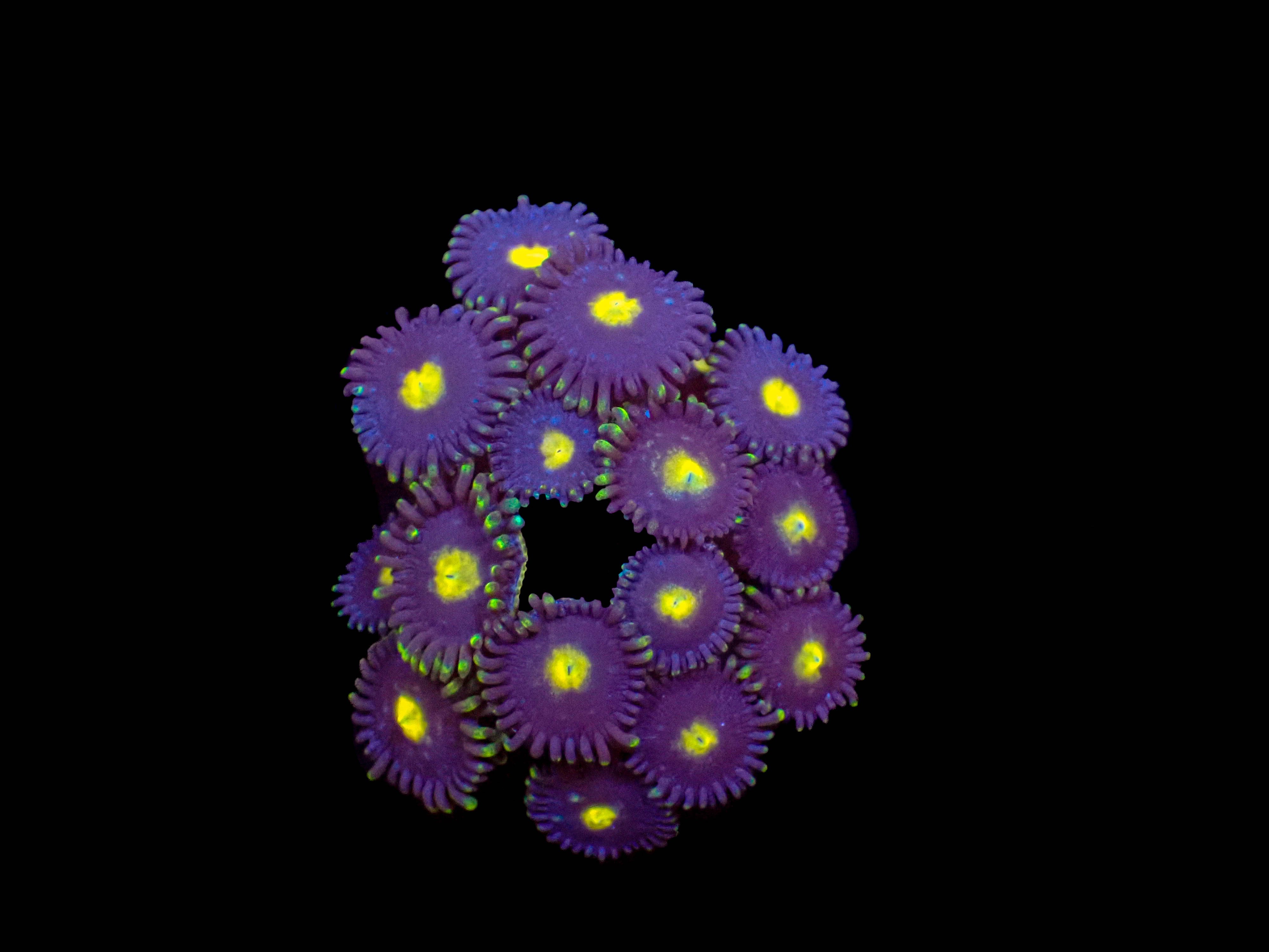 Mango Ube Zoanthids **4-9 Polyps**