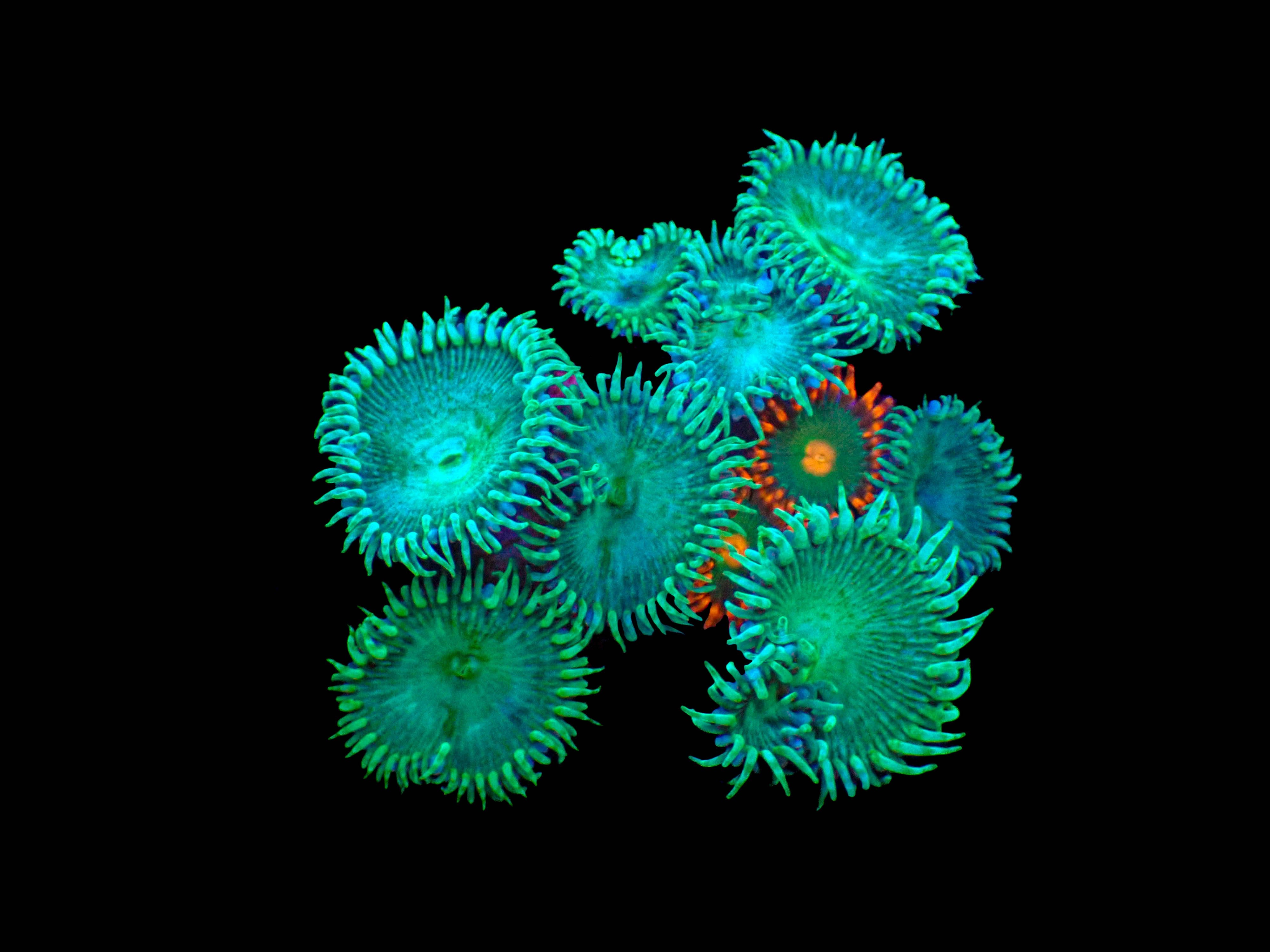 Camouflage Palythoa **4-8 Polyps**