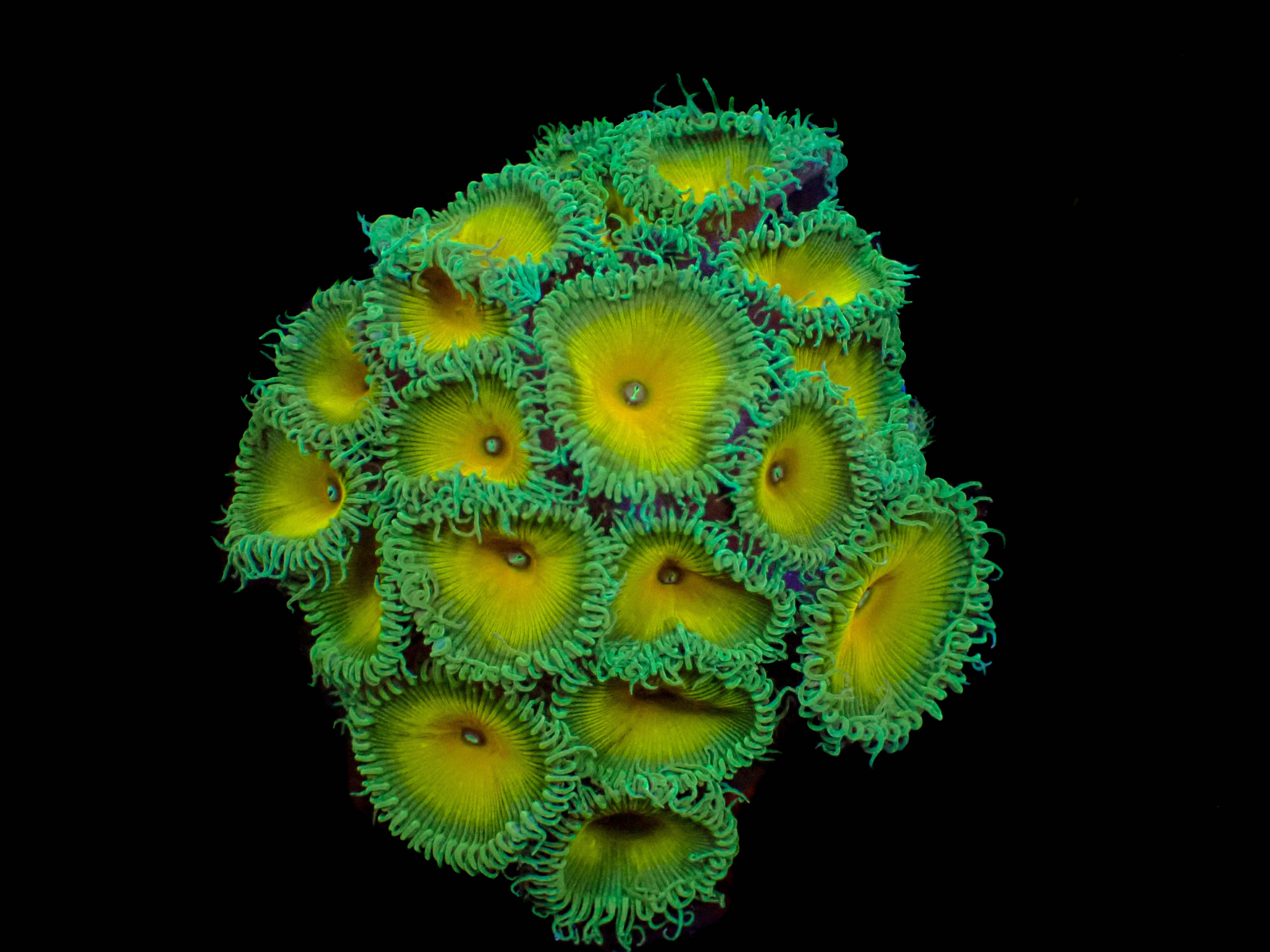 Captain Jerk Paly **4-6 Polyps**