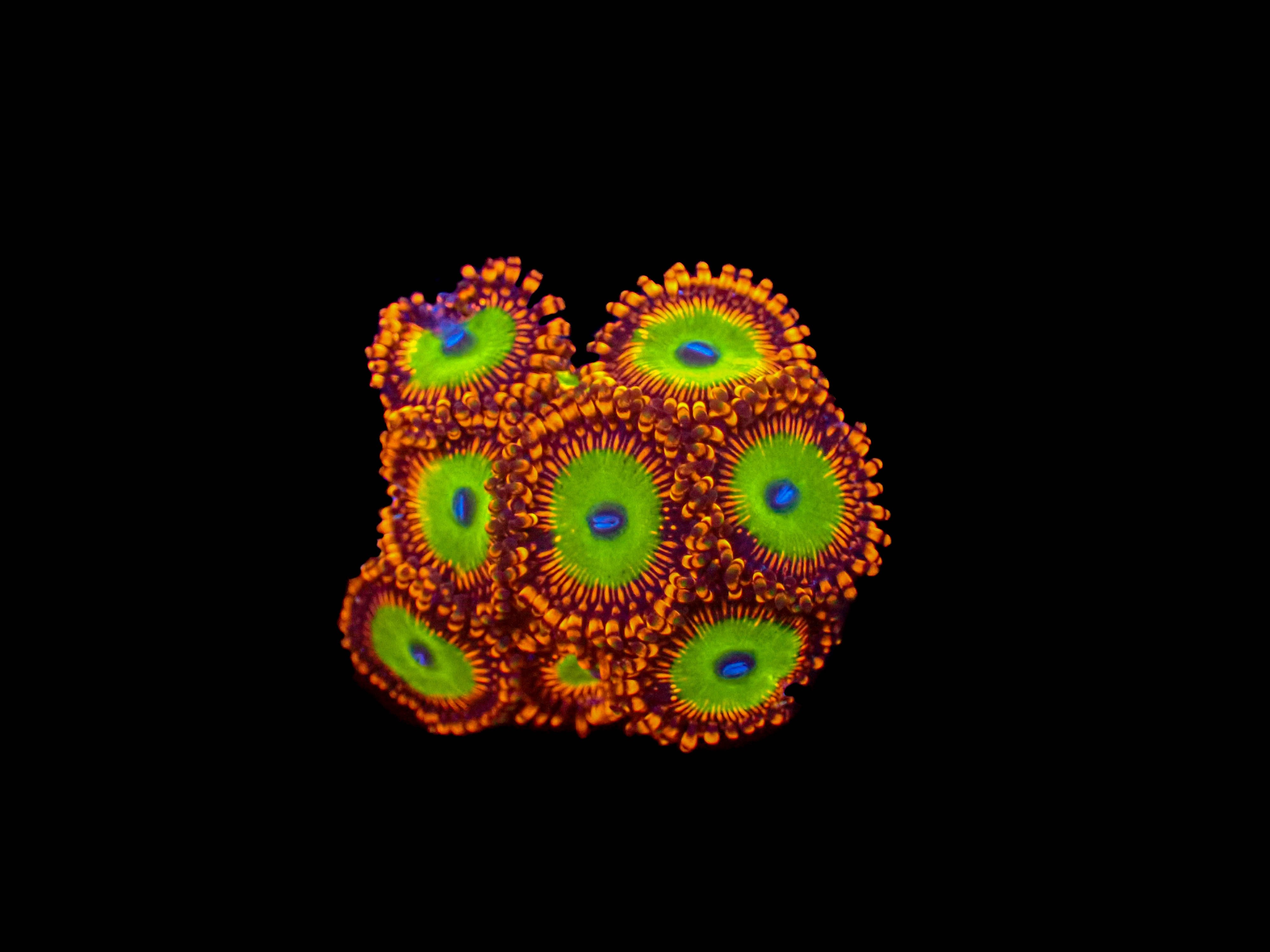 Candy Apple Red Zoa **6-8 Polyps**