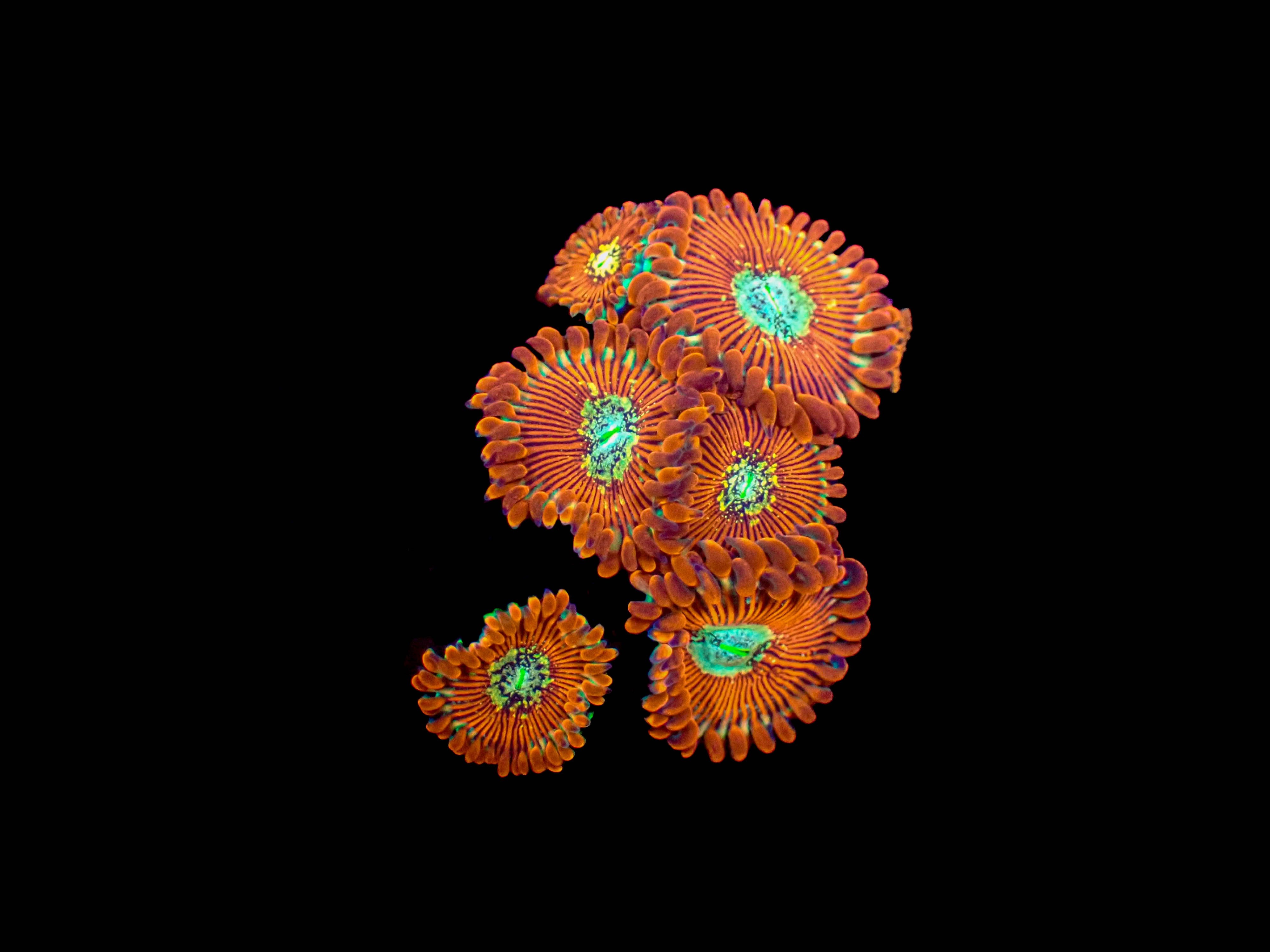 Red Magician Zoas **4-6 Polyps**