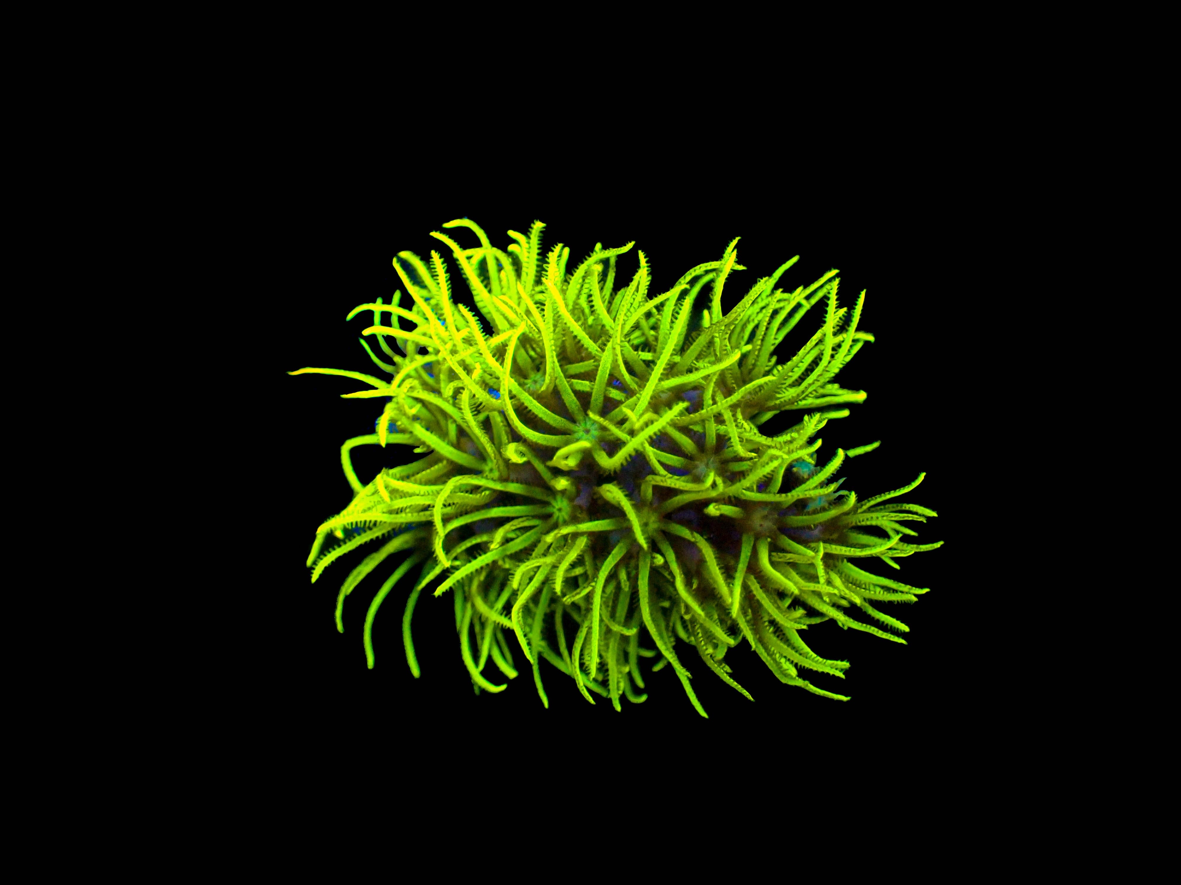 Branching Green Star Polyp