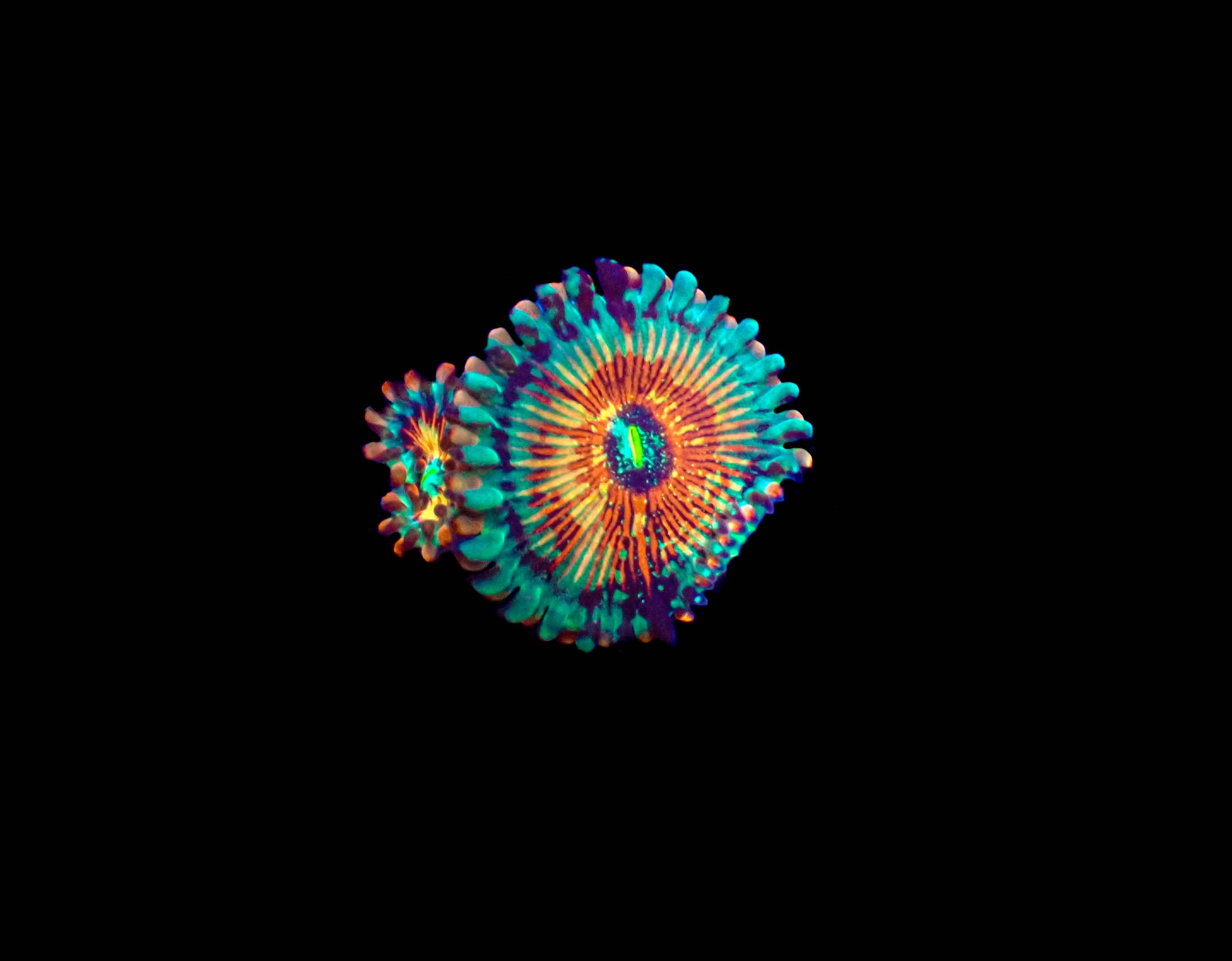 Blue Agave Zoanthids **2-4 Polyps**