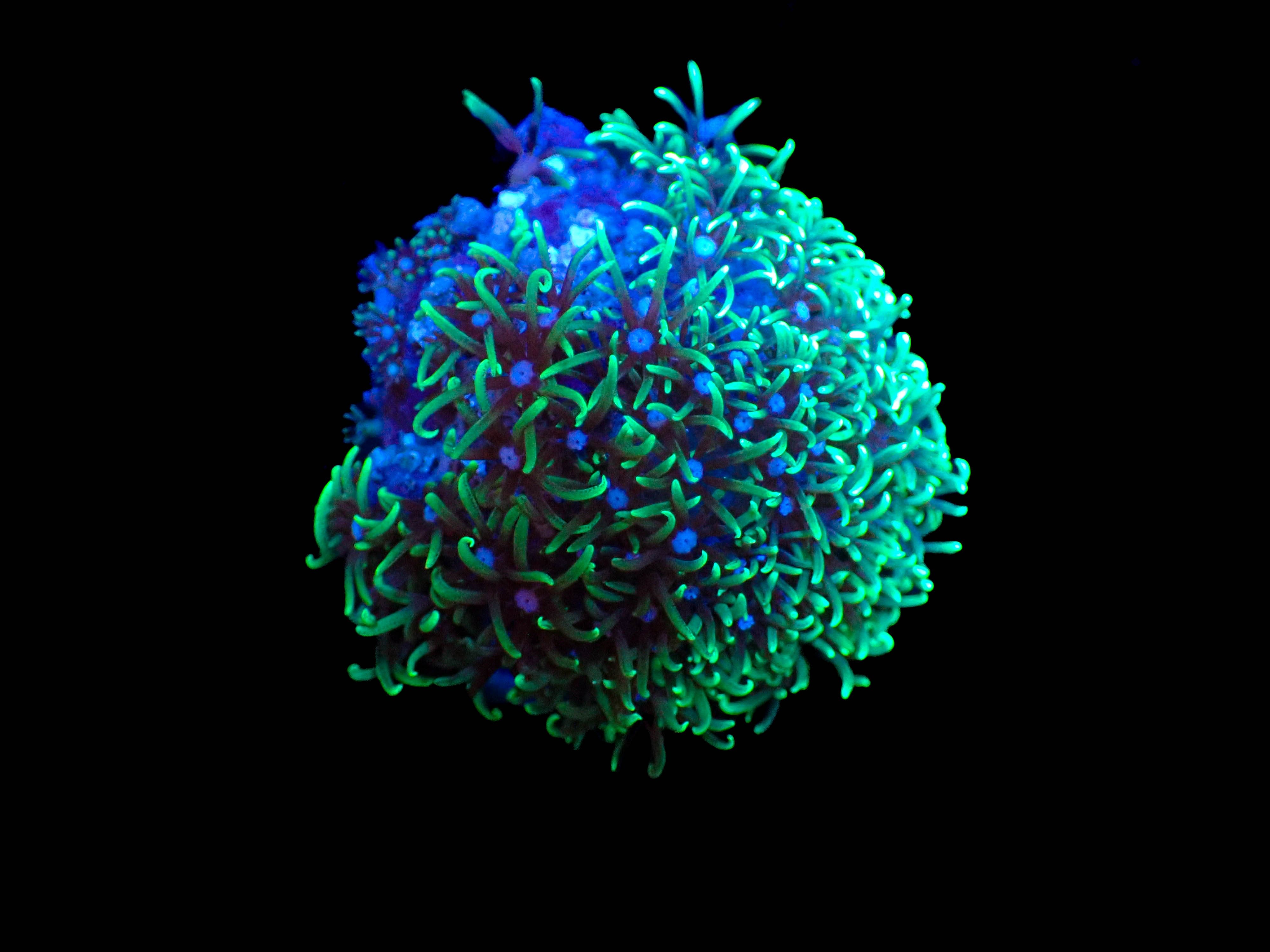 Mint Green Star Polyps