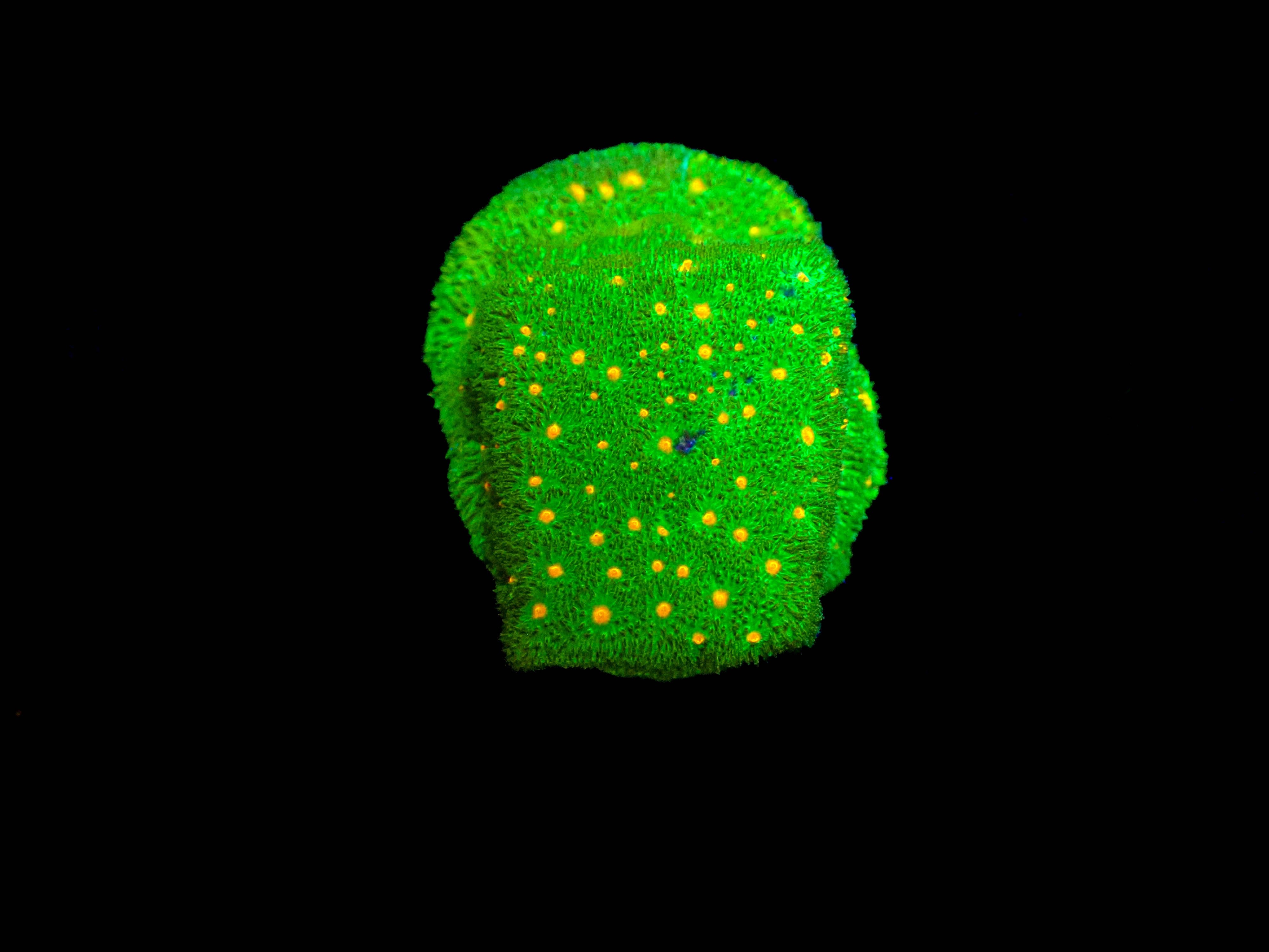 Pumpkin Patch Psammocora