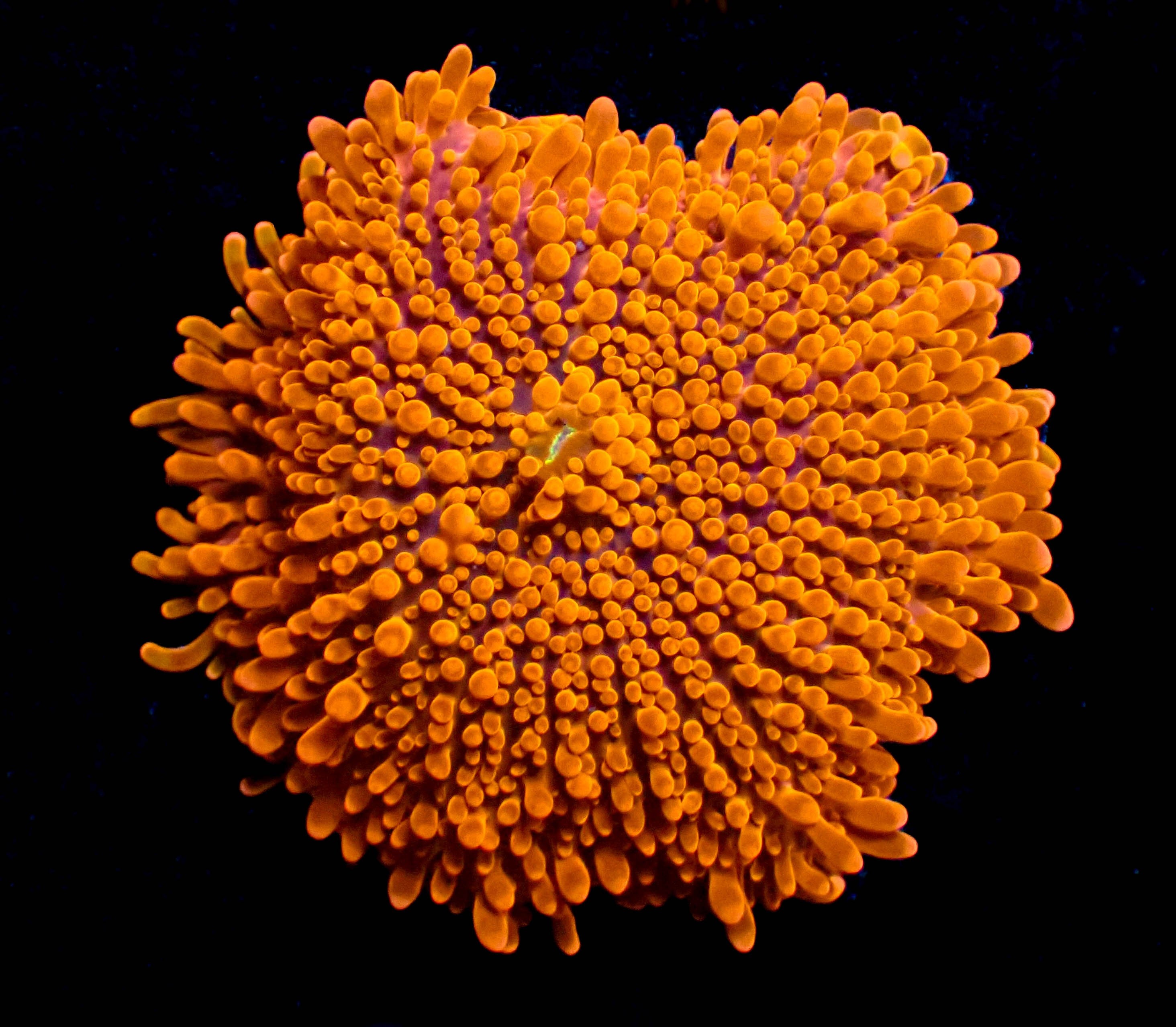 WYSIWYG Orange Ricordea Yuma