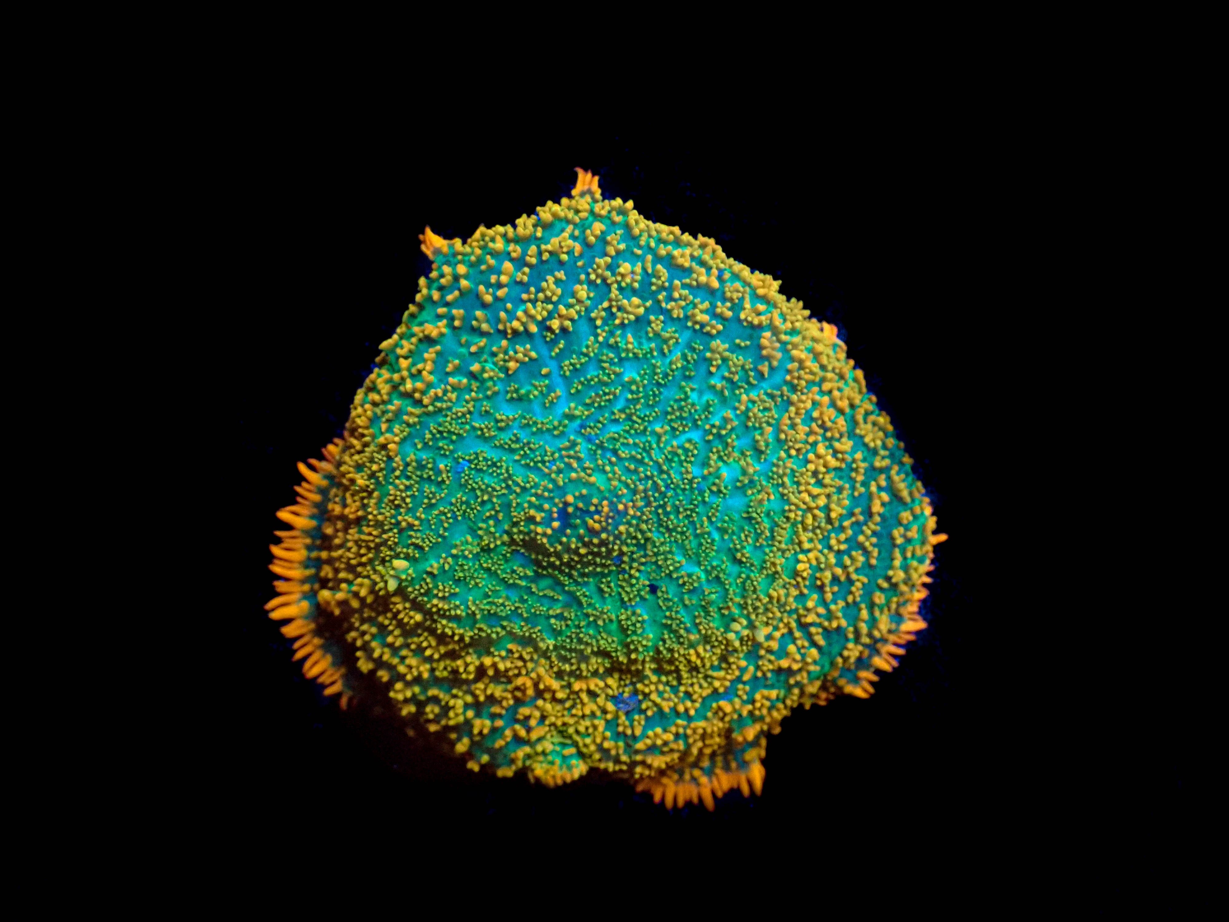 WYSIWYG Sweet Tangerine Rhodactis Mushroom