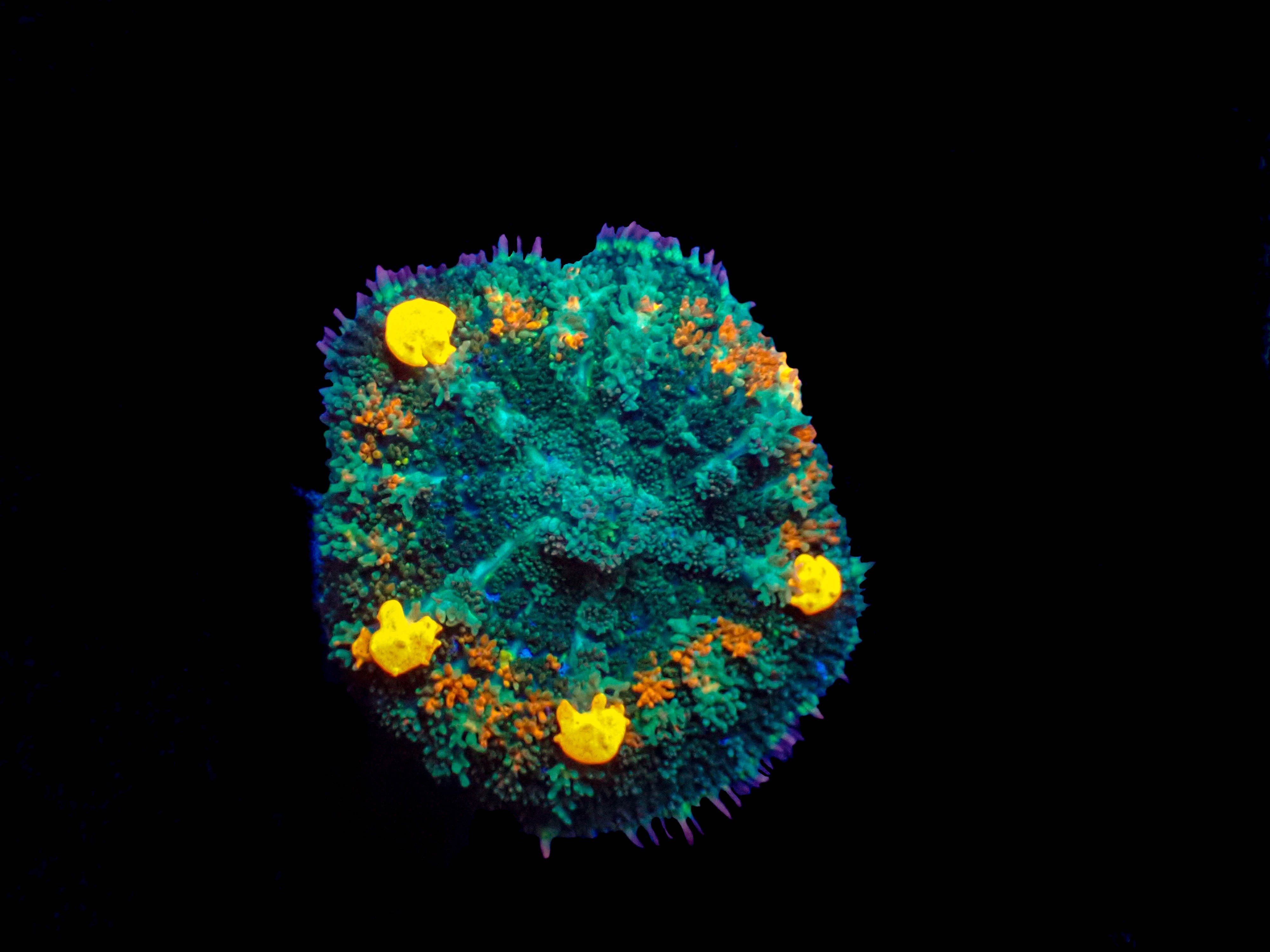 WYSIWYG Orange Pox Bounce Mushroom