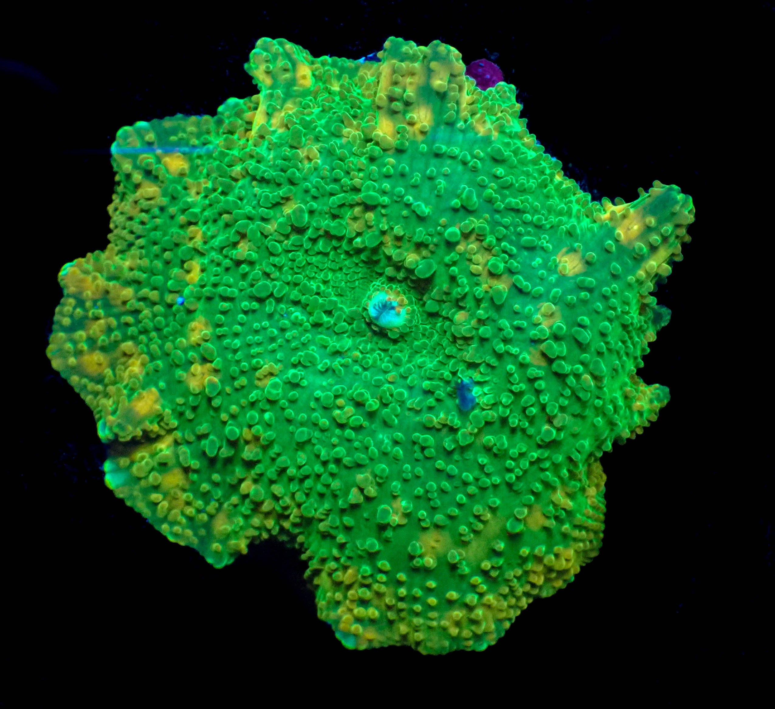 WYSIWYG Gremlin Discosoma Mushroom