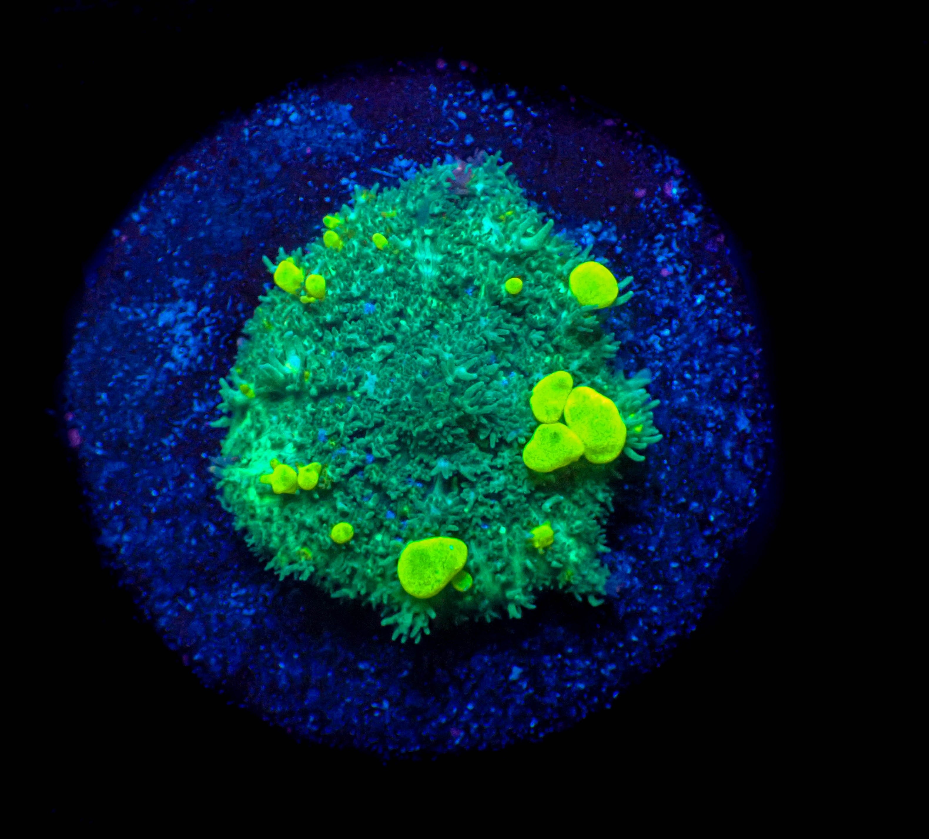 WYSIWYG Fuzzy Lime Bounce Mushroom