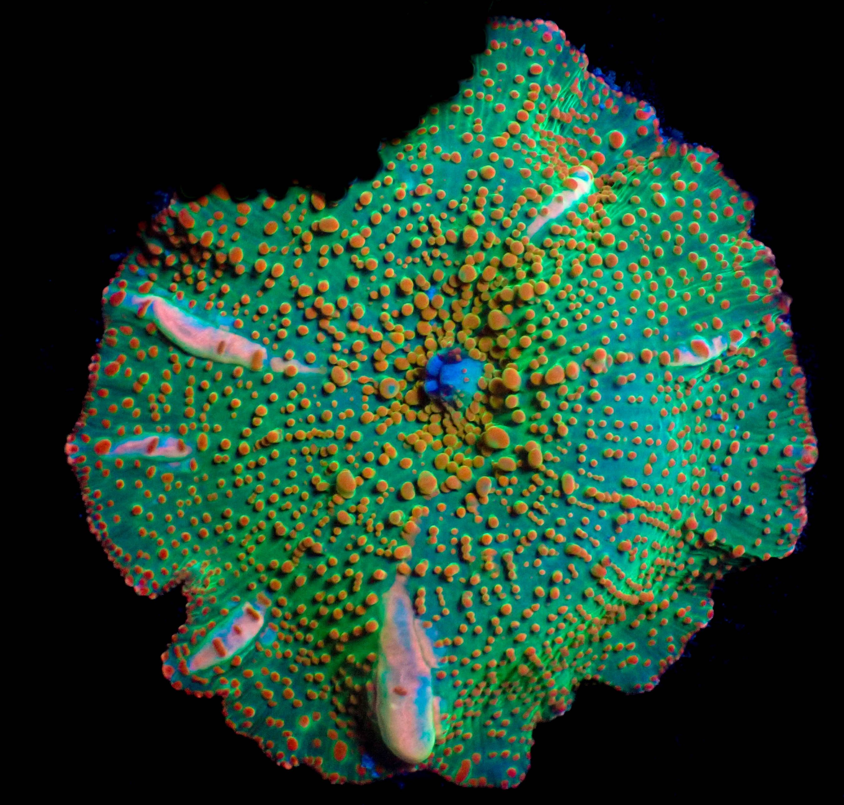 WYSIWYG Orange Treat Discosoma Mushroom