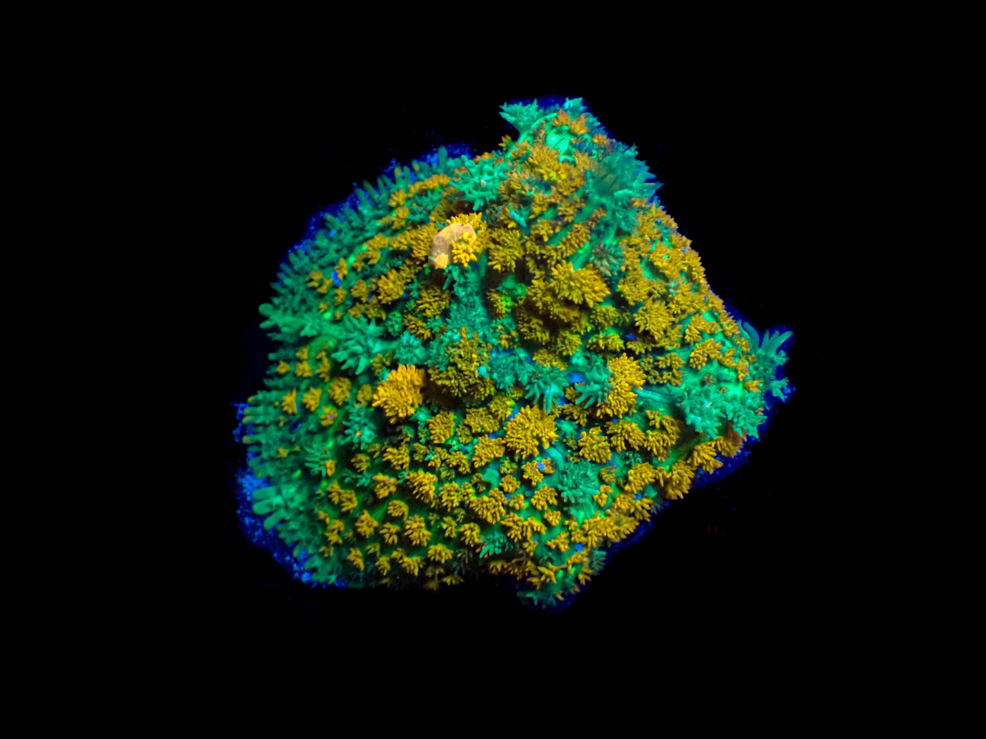 WYSIWYG Rhodactis Bryoides Mushroom