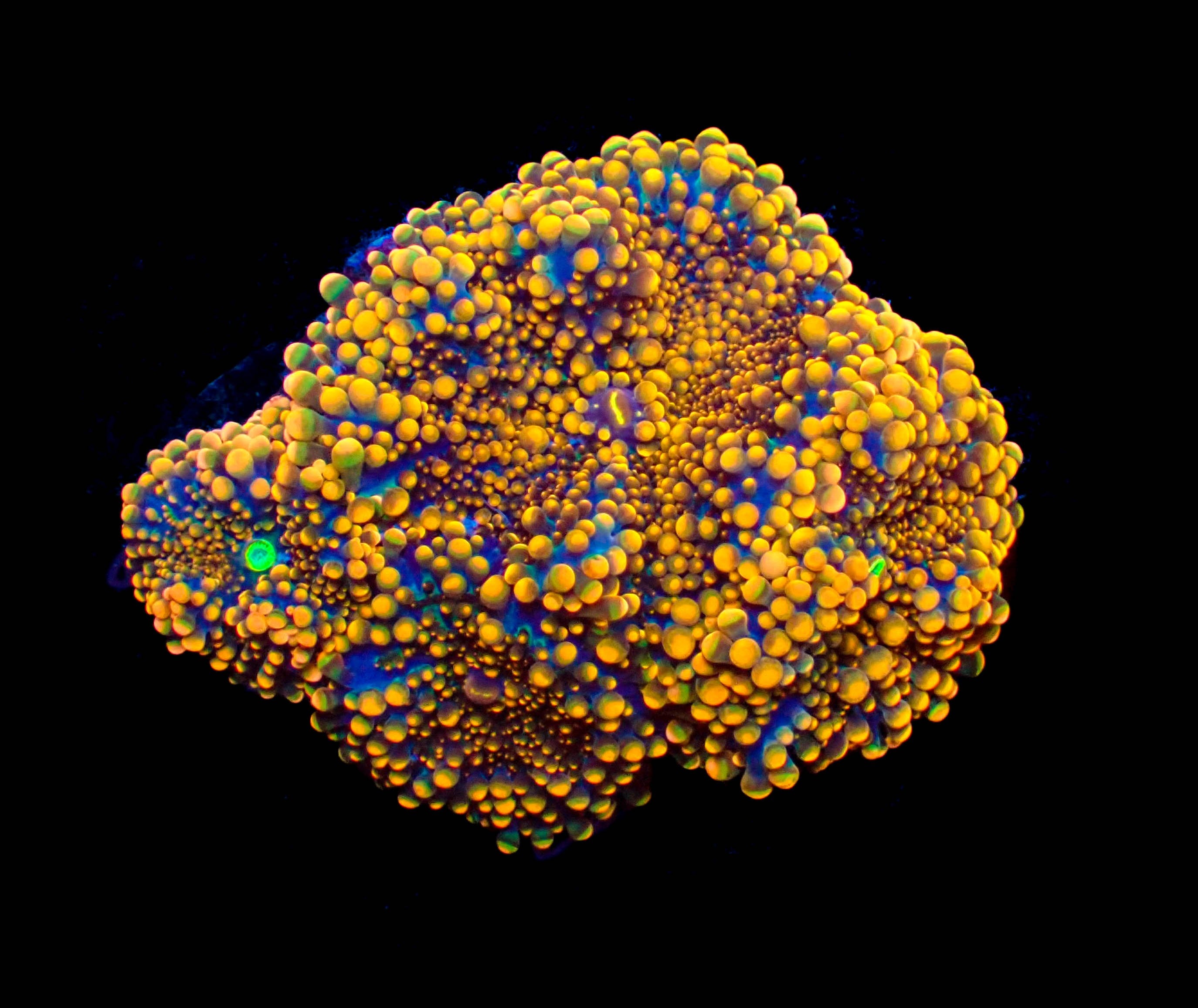 Vibrant Blue-base Orange Ricordea Yuma **PER FRAG**