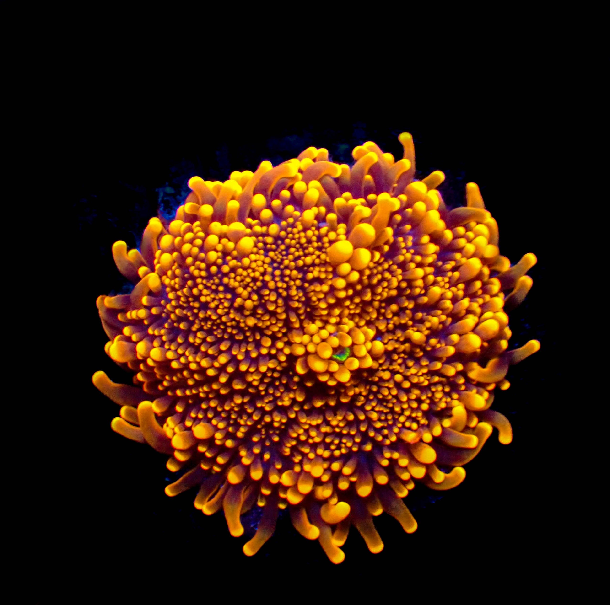 WYSIWYG Hellfire Ricordea Yuma