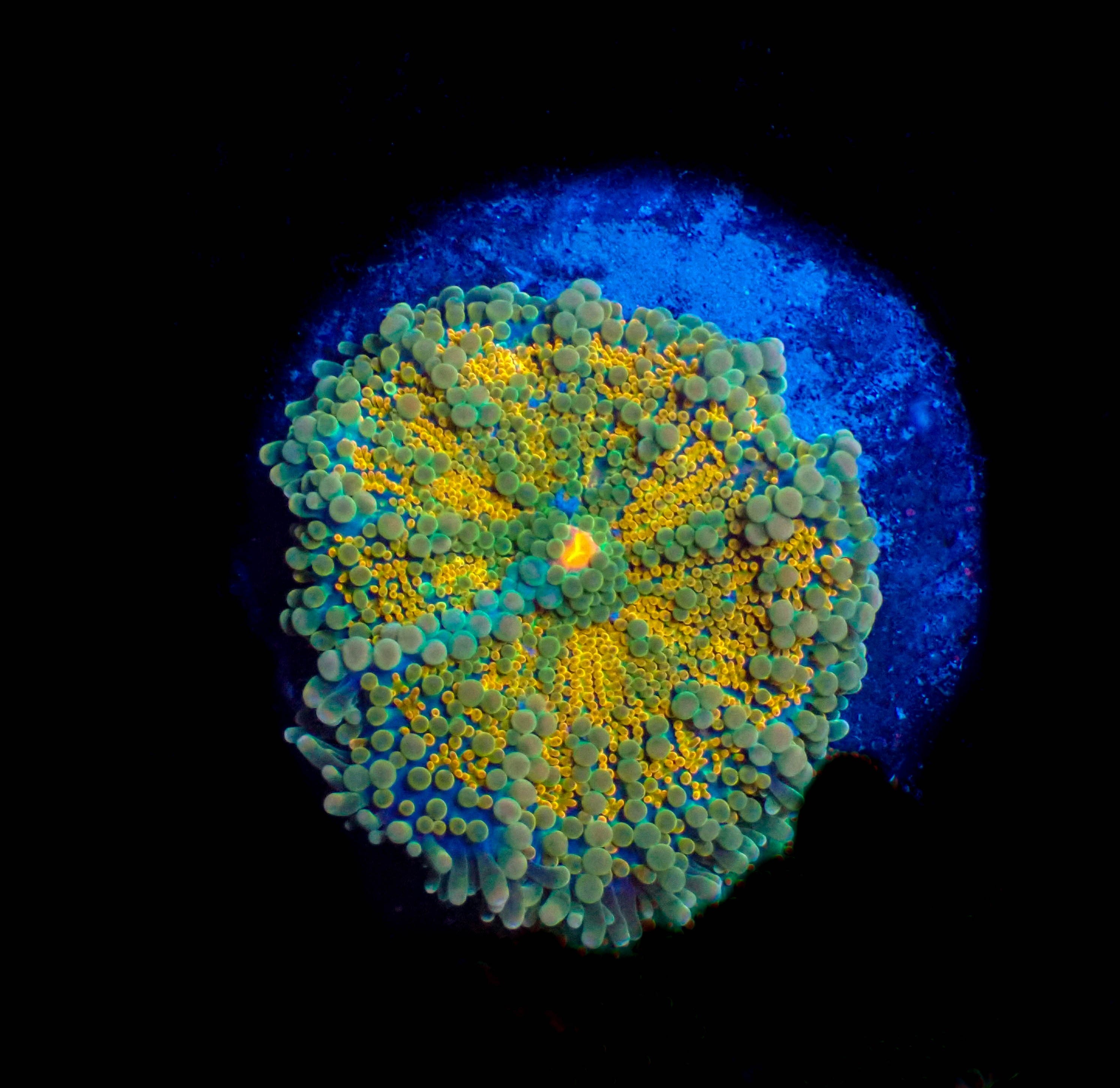 WYSIWYG XL Buddha Wheel Ricordea Yuma