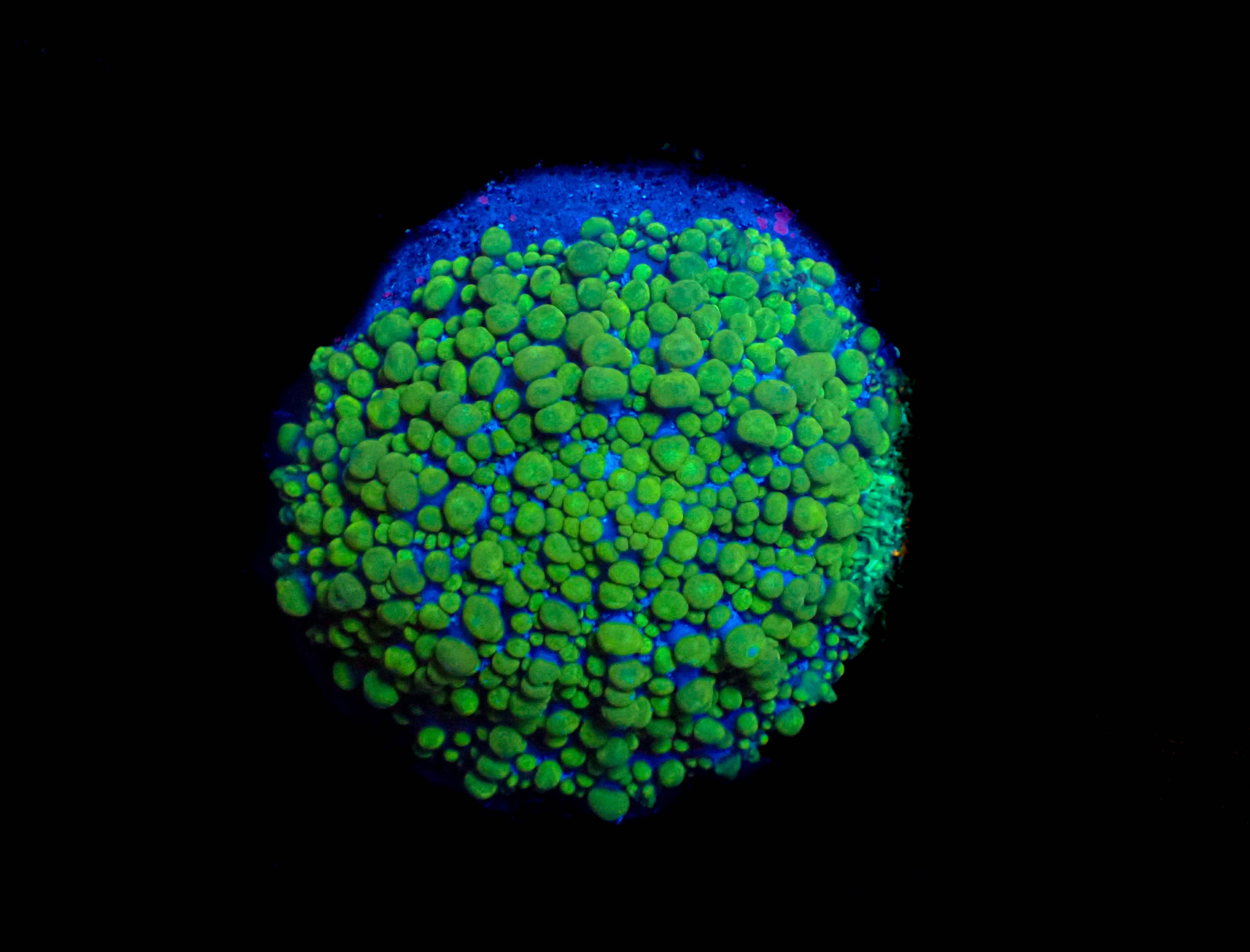 WYSIWYG XL Unique Bubble Mushroom