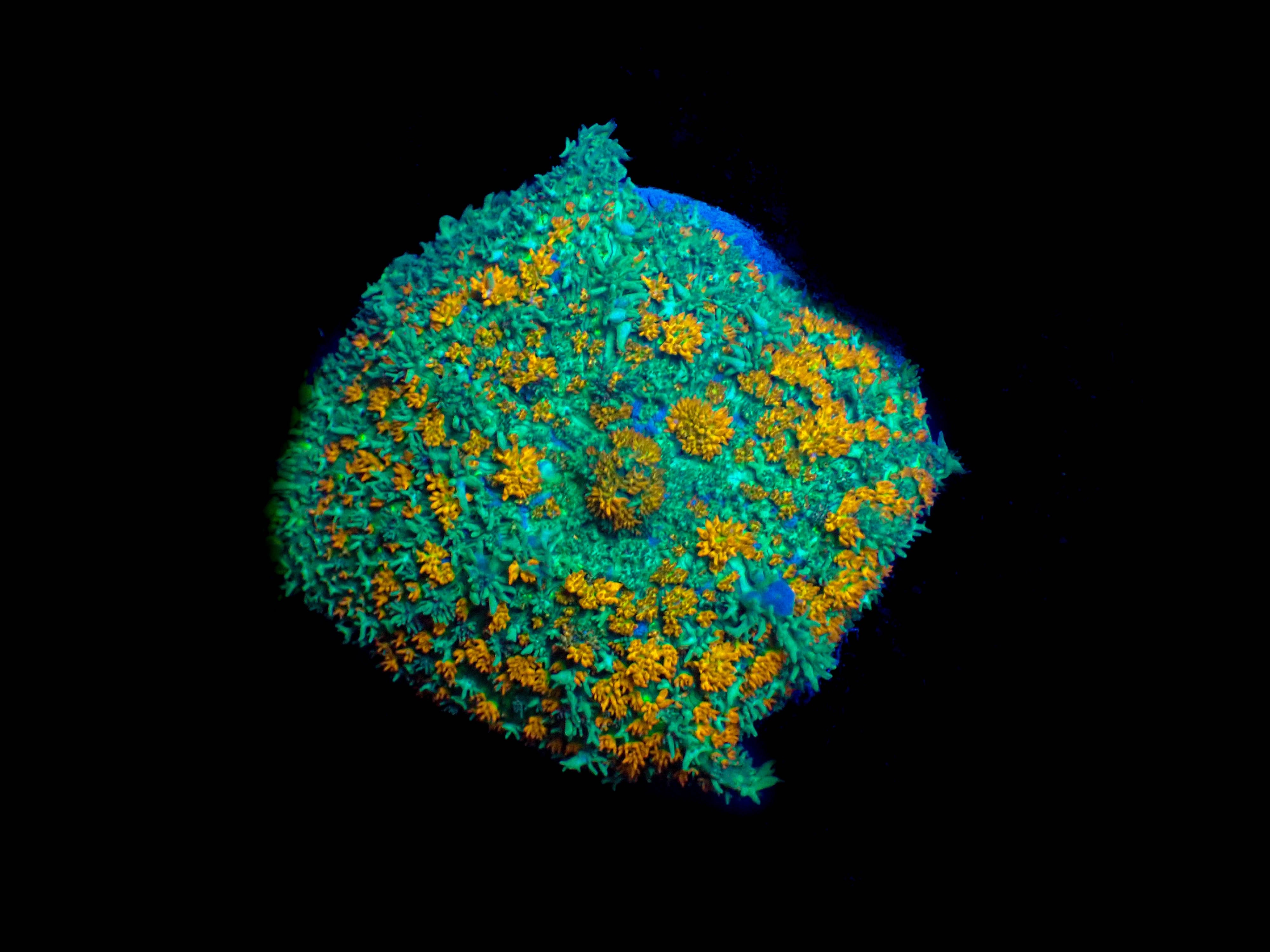 WYSIWYG XL Rhodactis Mushroom