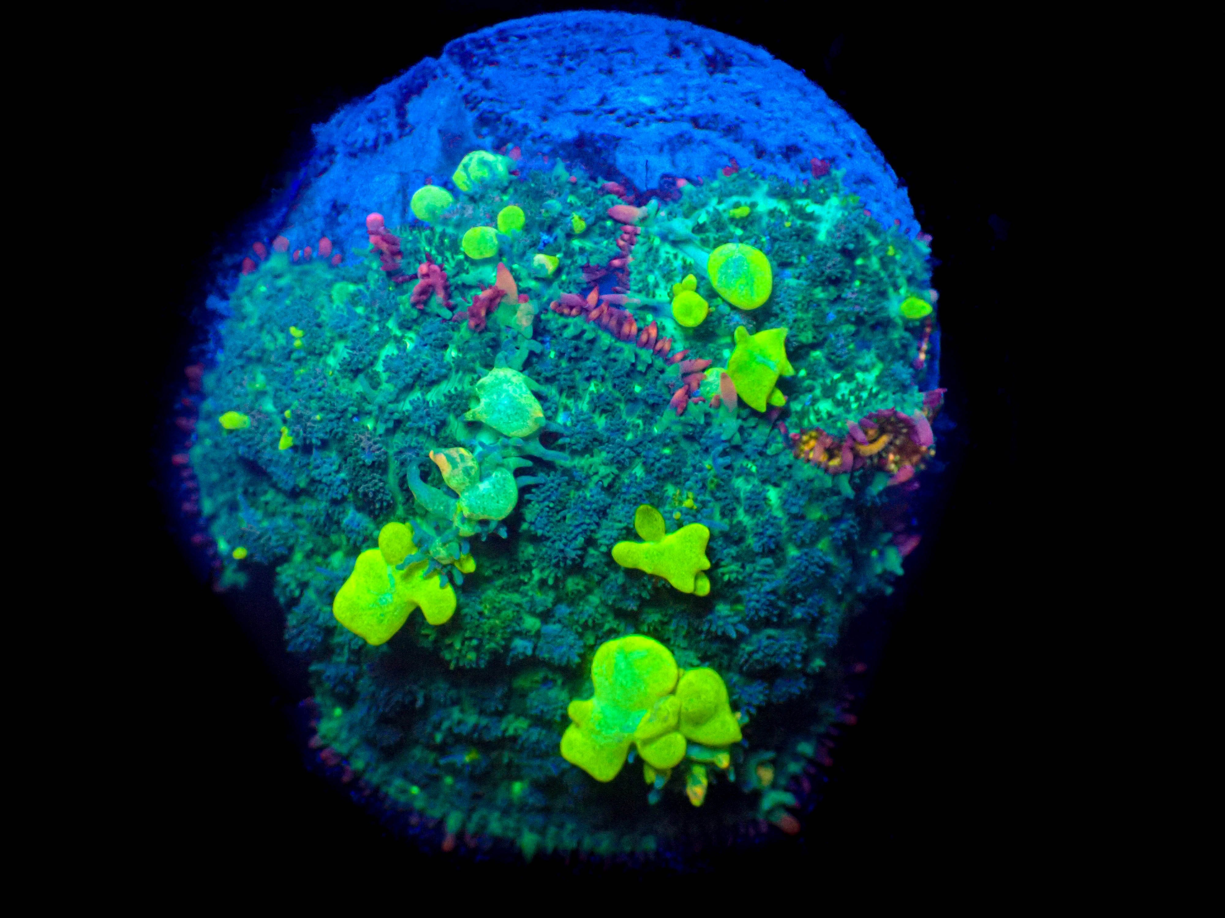 WYSIWYG Large Fuzzy Lime Bounce Mushroom