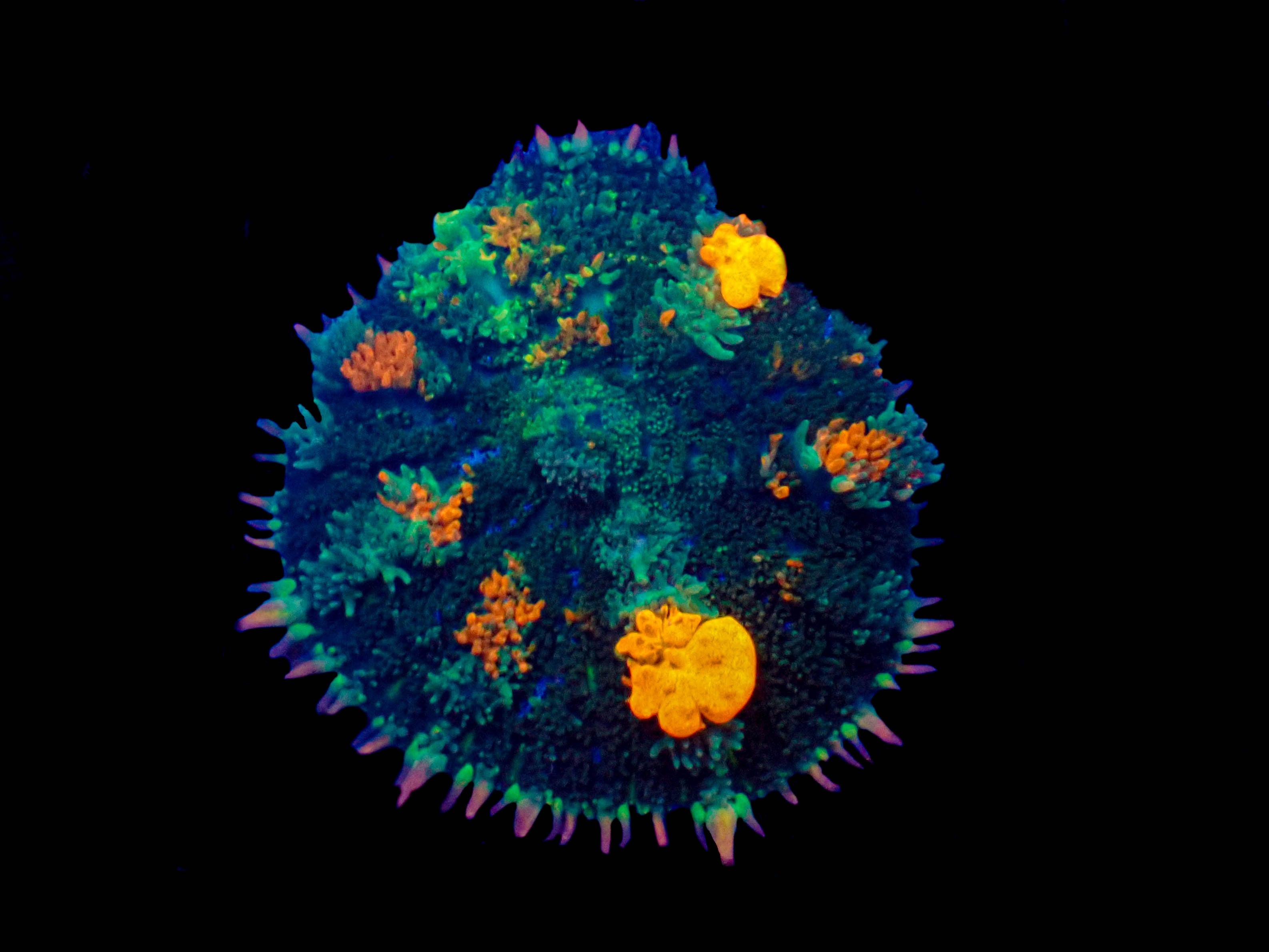 WYSIWYG Orange Pox Bounce Mushroom