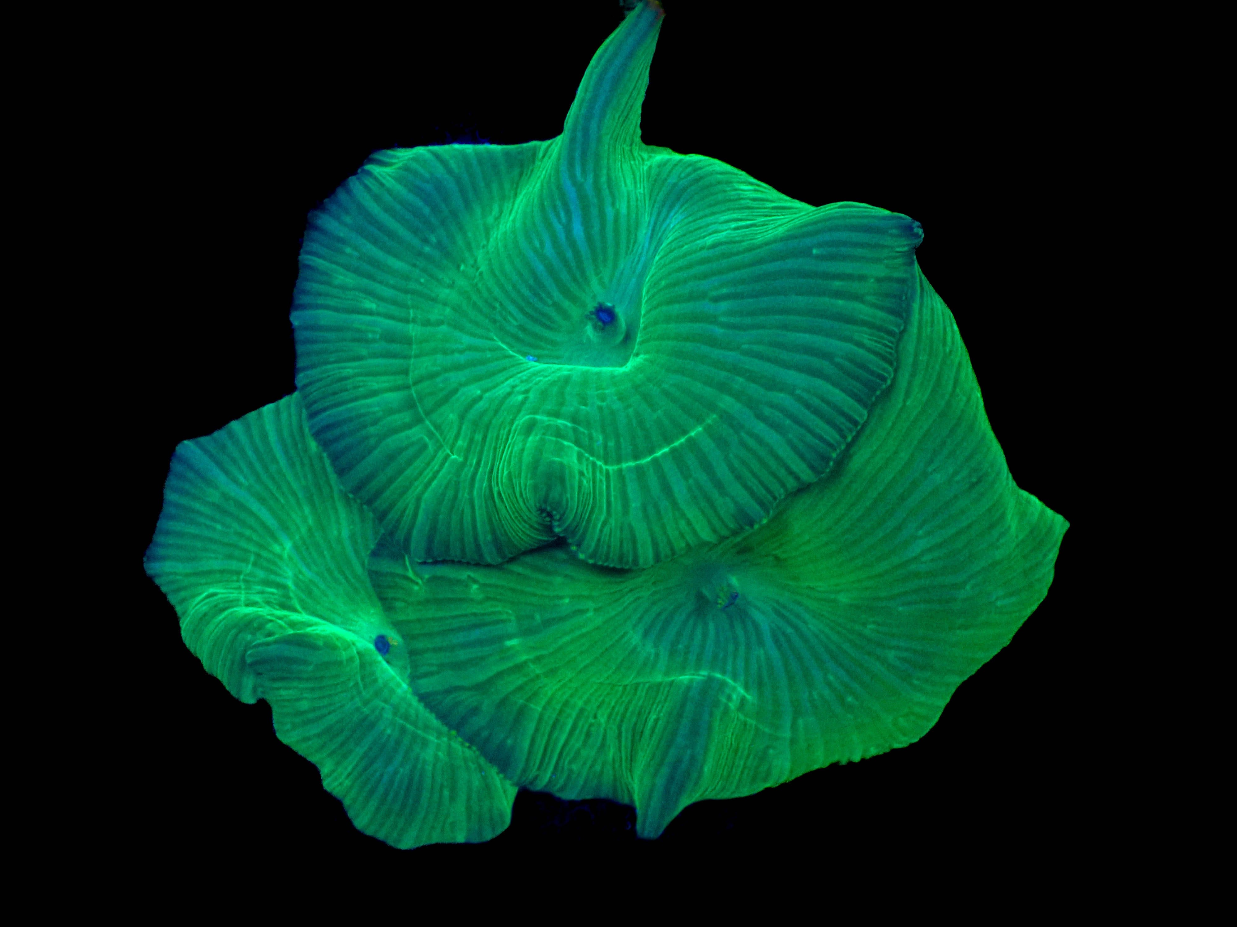 WYSIWYG Green Striated Discosoma x3