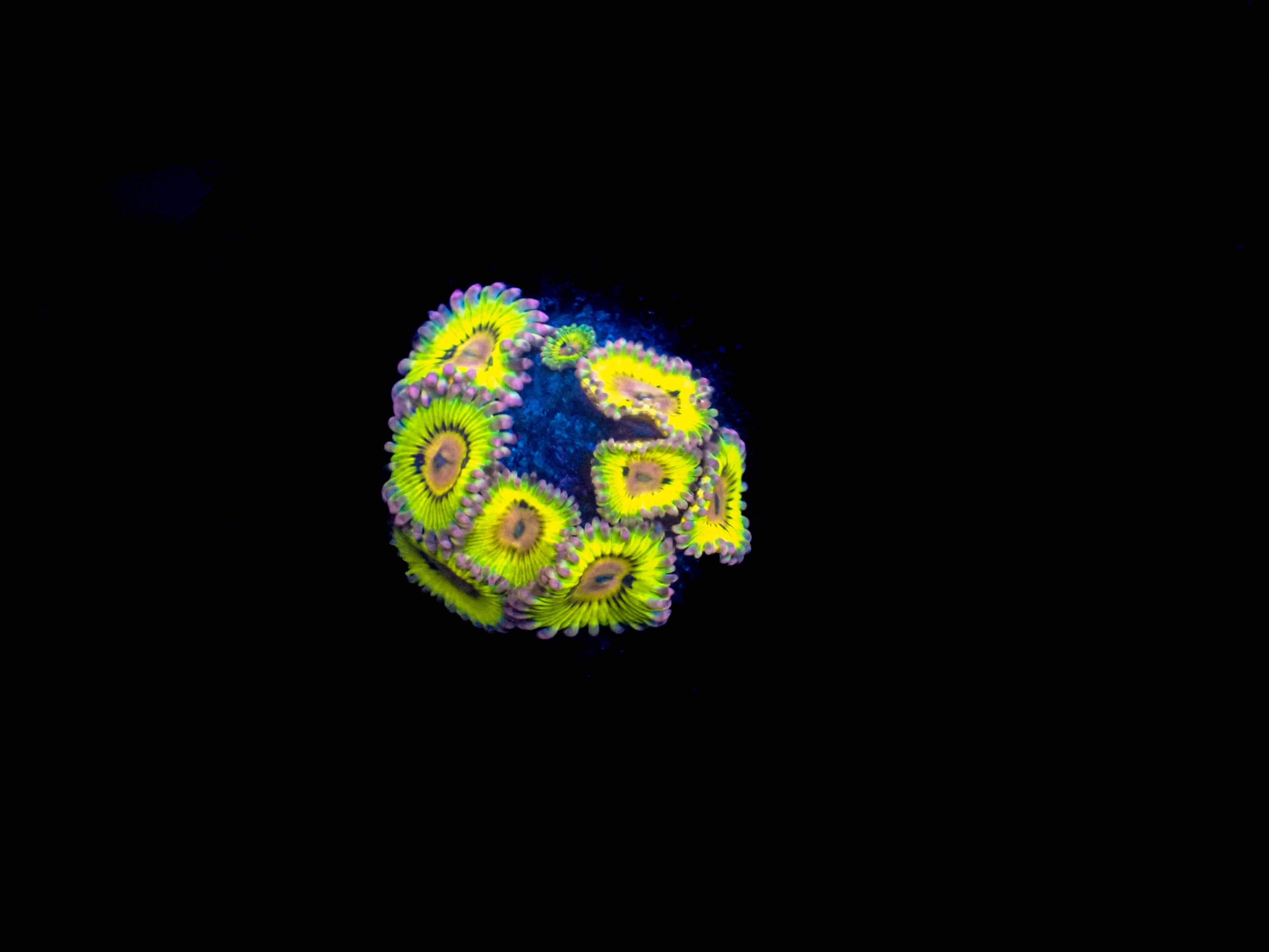 WYSIWYG Pink Chiquita Zoanthids