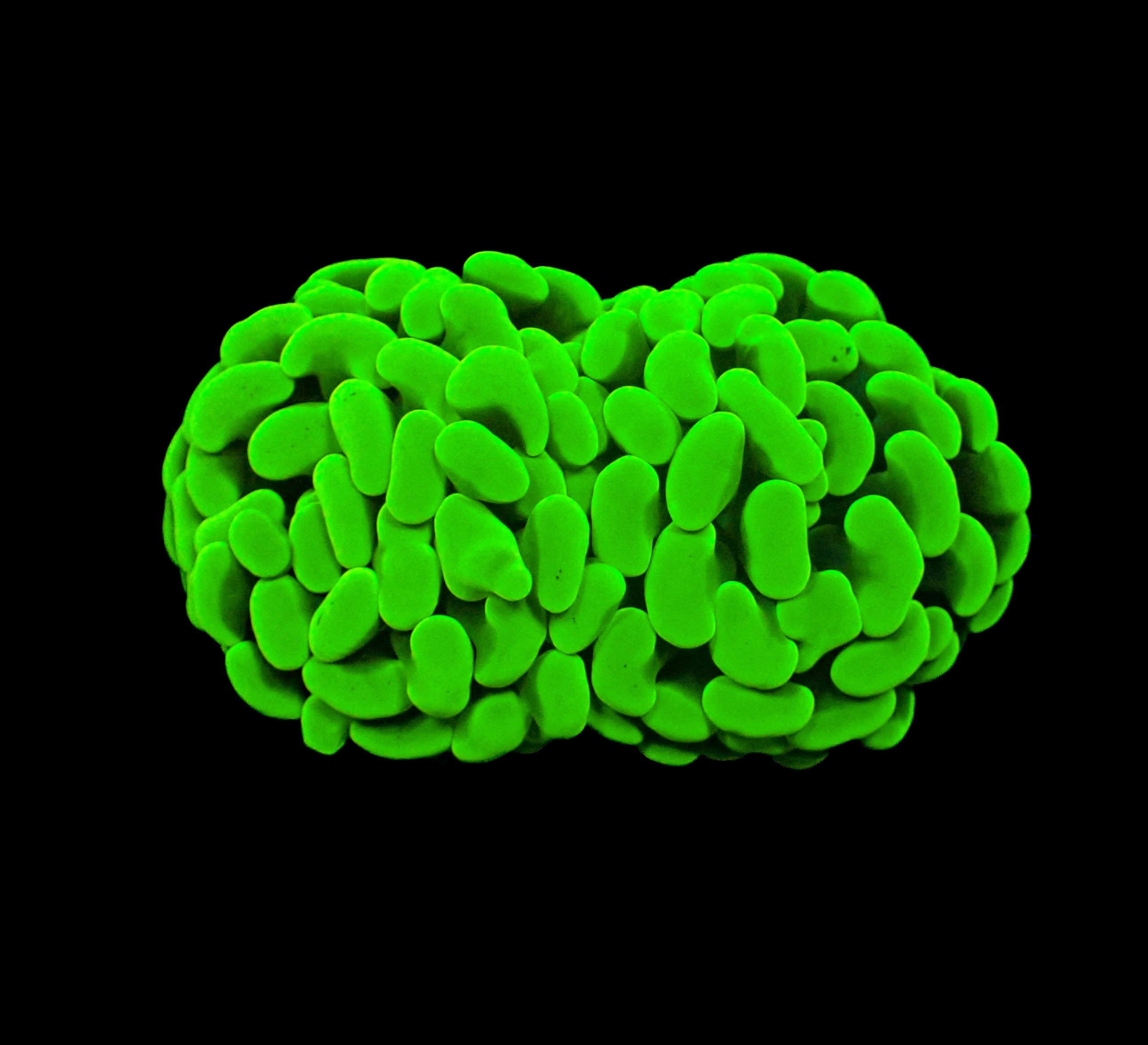 Ultra Neon Hammer Frag