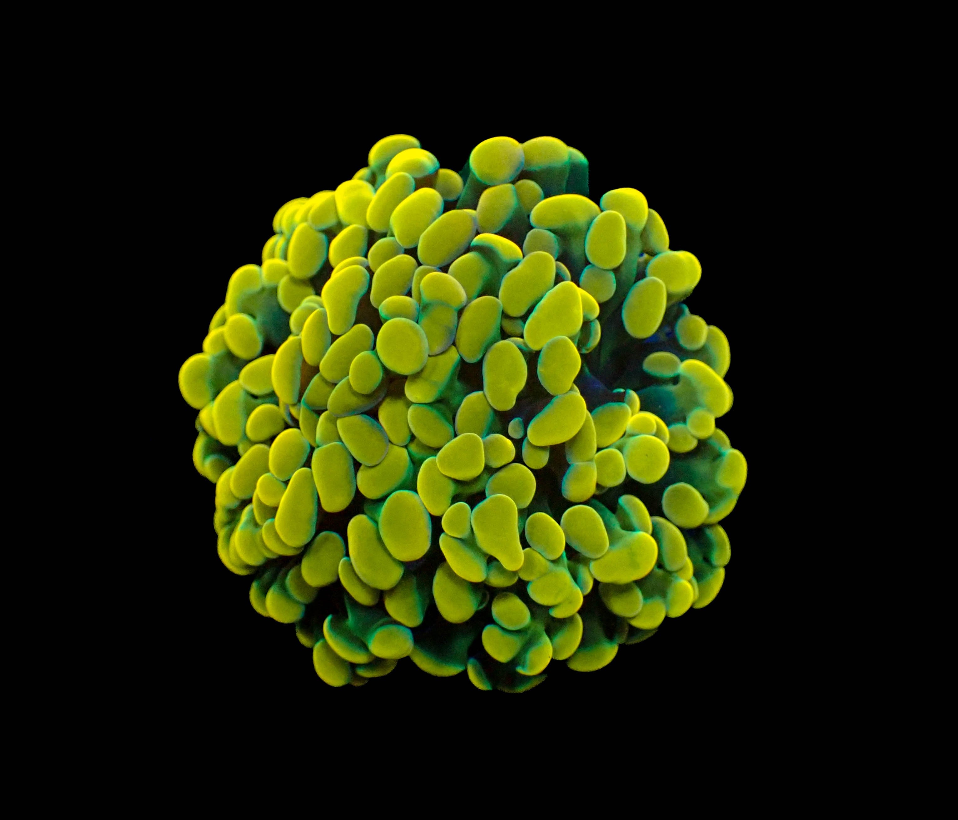 Ultra Gold Branching Frammer Frag (Hybrid)