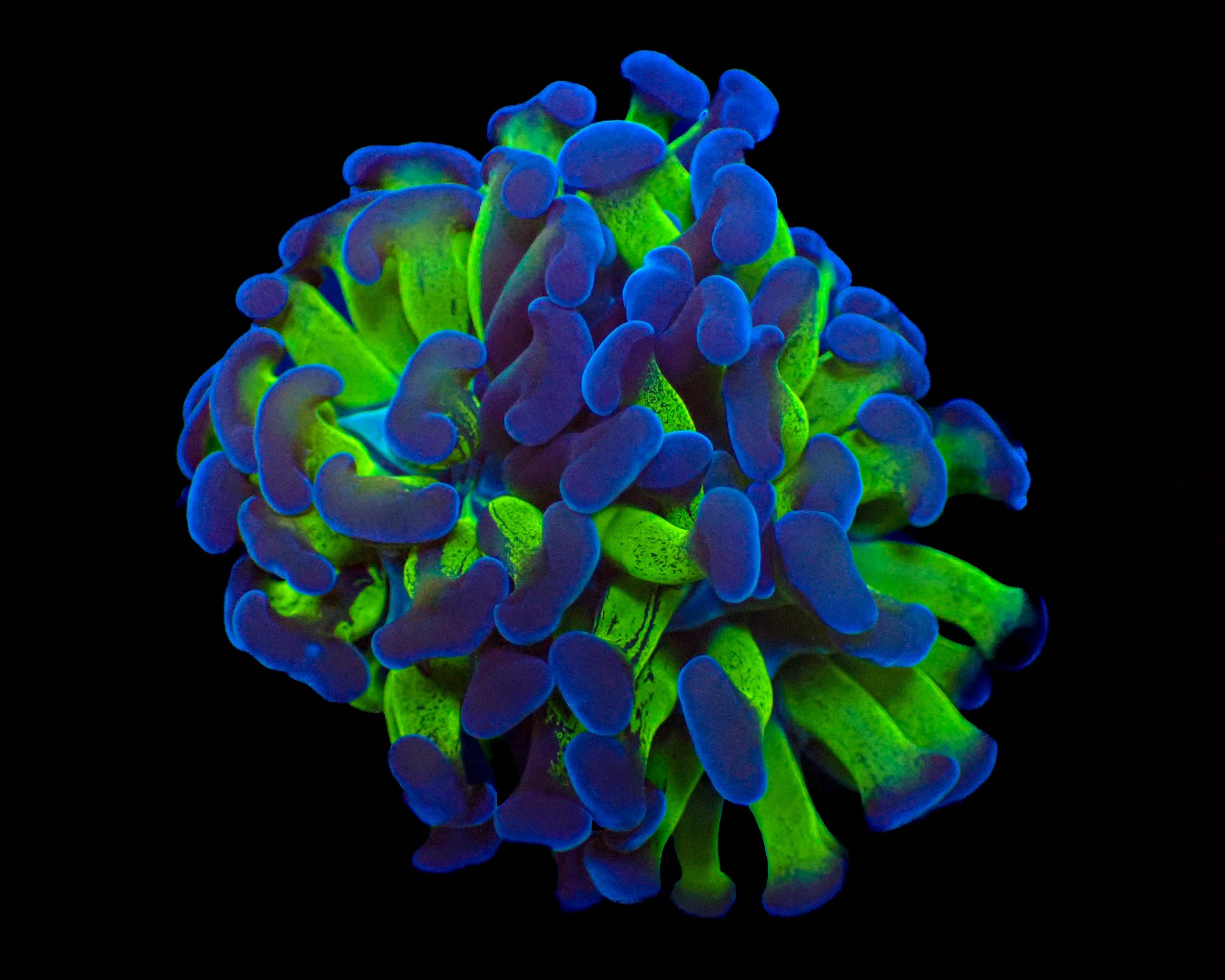 Classic Blue Green Branching Hammer Frag