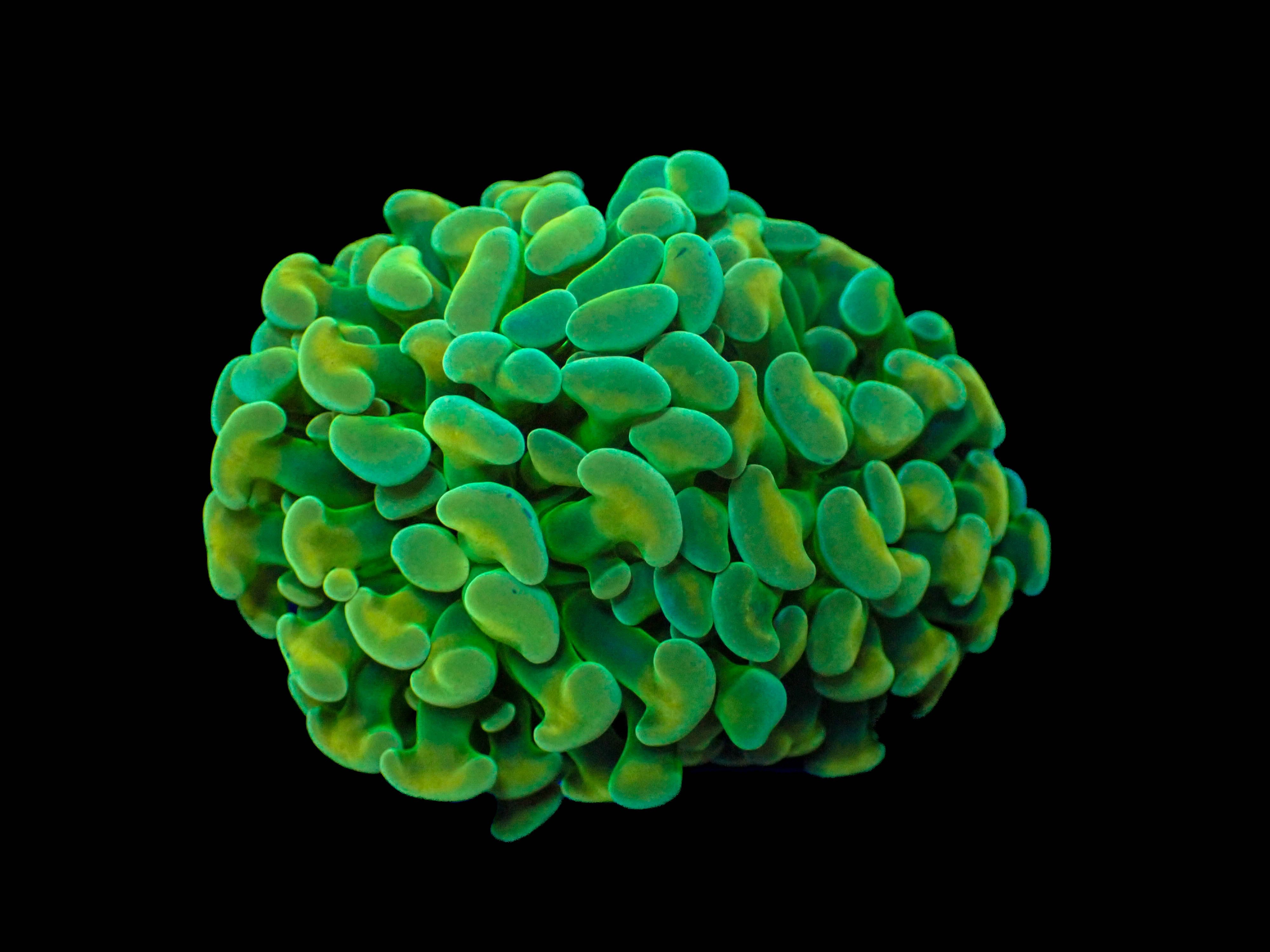 Green on Gold Branching Hammer Frag