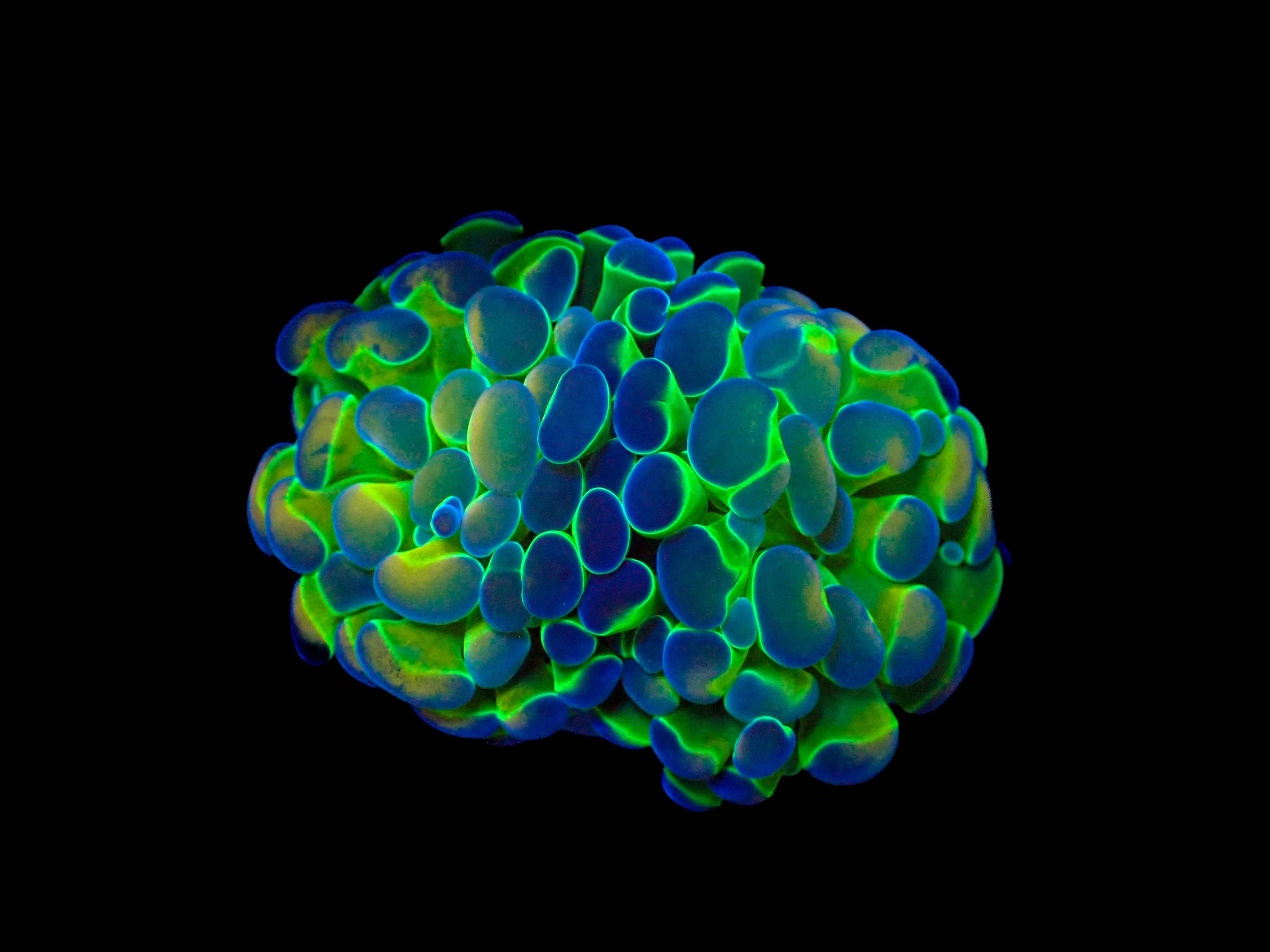 Hologram Hammer Frag