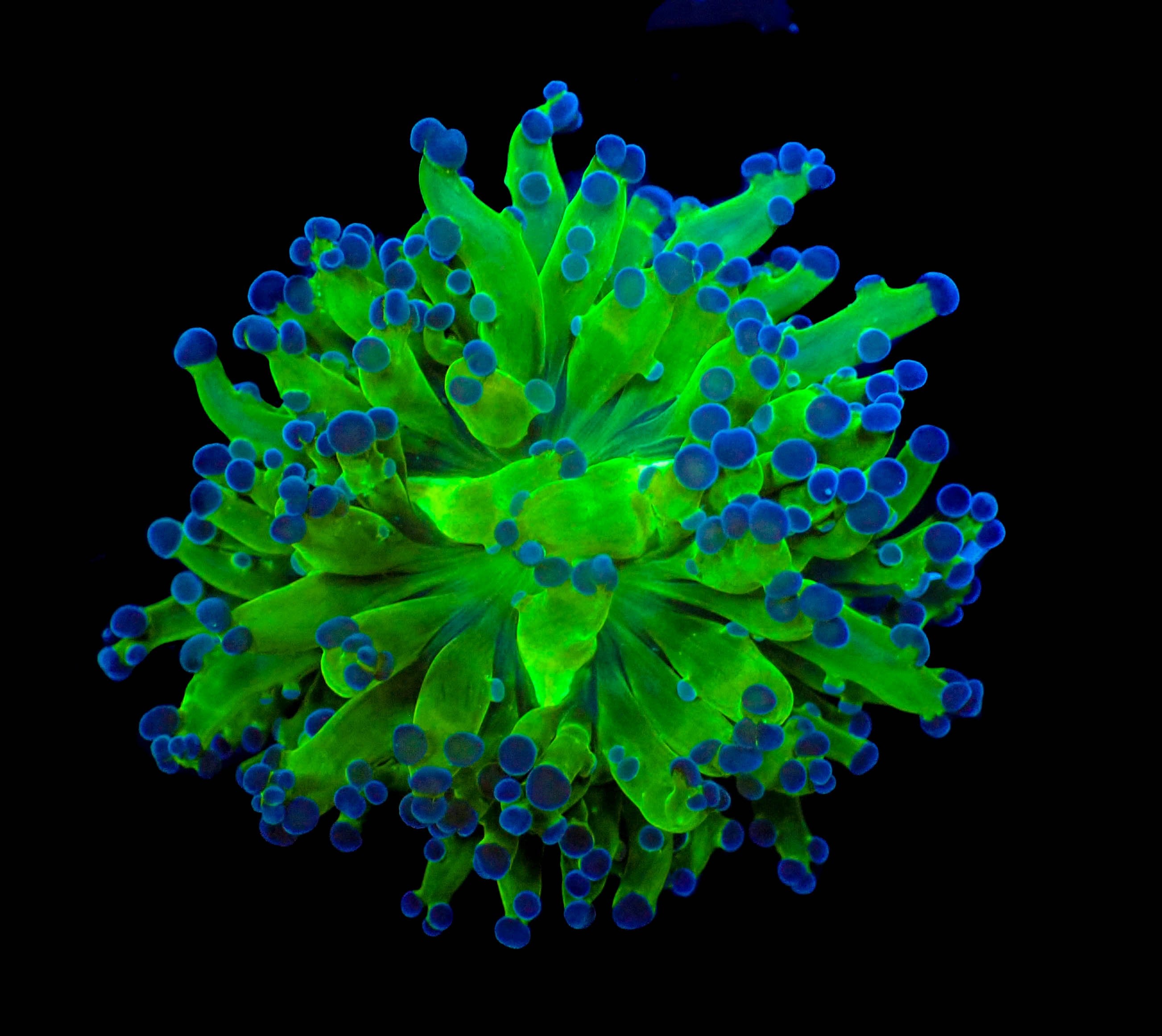 Blue Green Frammer Hybrid Frag